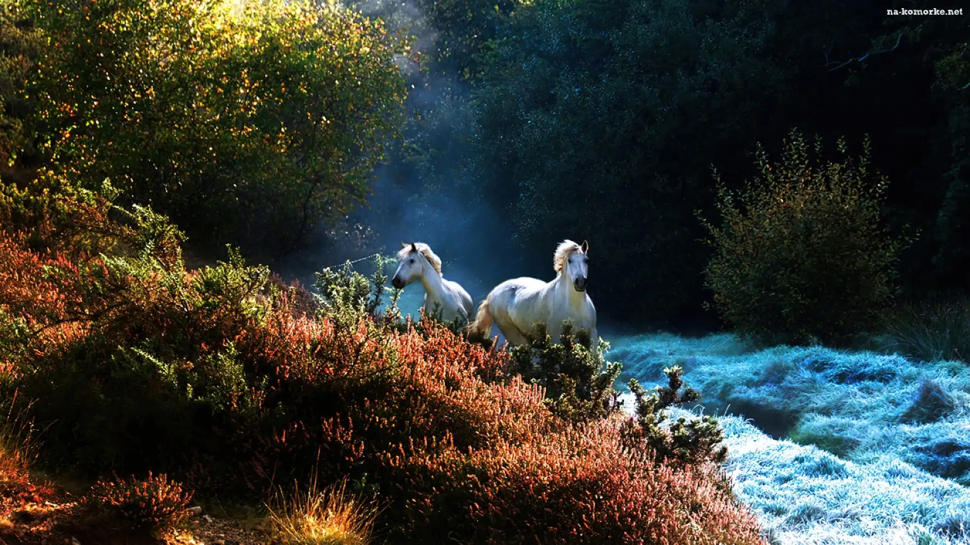 Konie, Galop, Krzewy