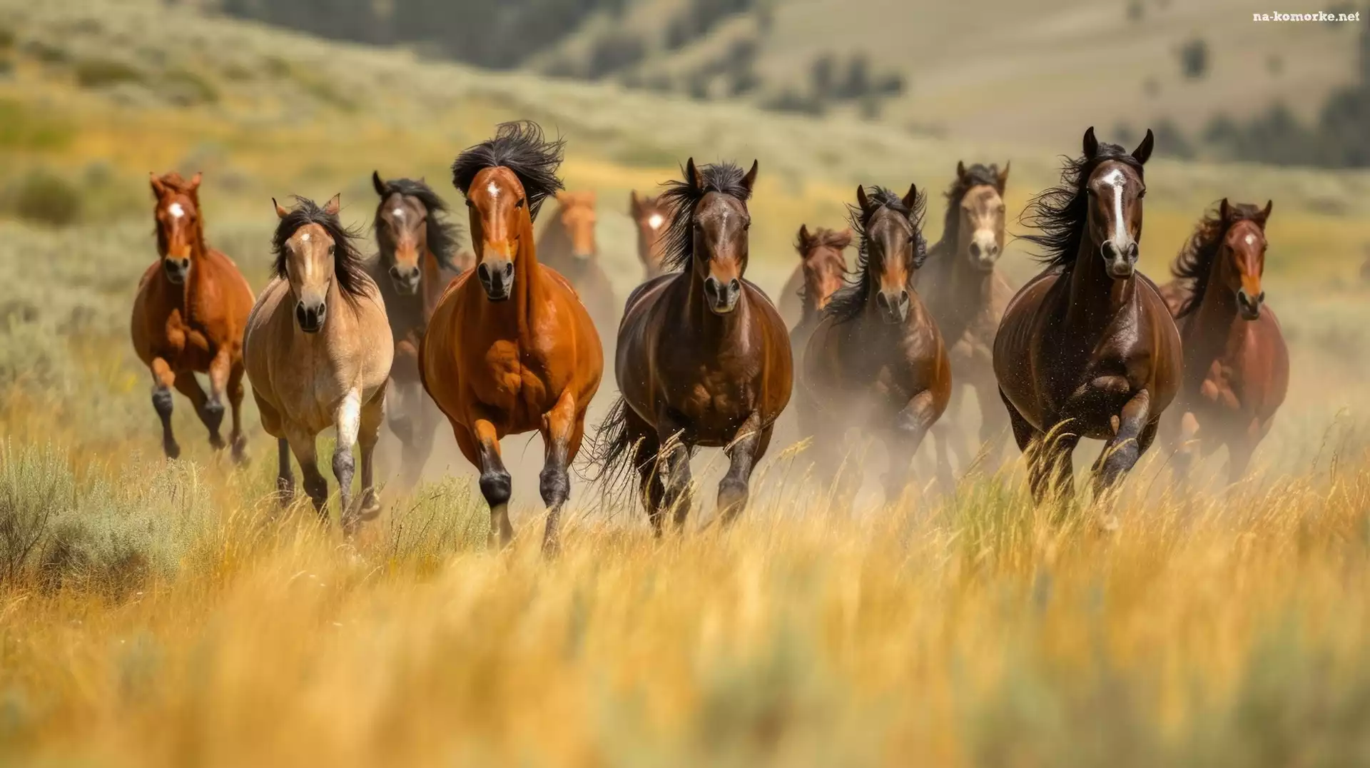 Trawa, AI, Konie, Galop