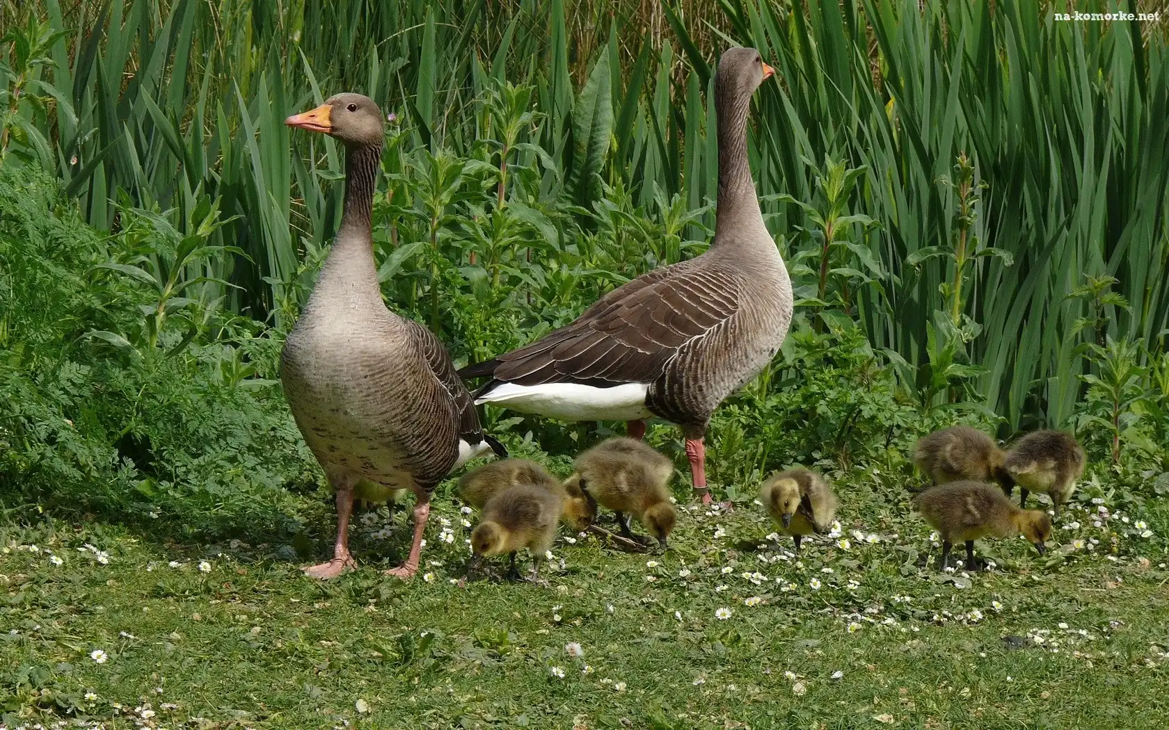 Gąsiątka, Dwie, Dzikie, Gęsi, Małe