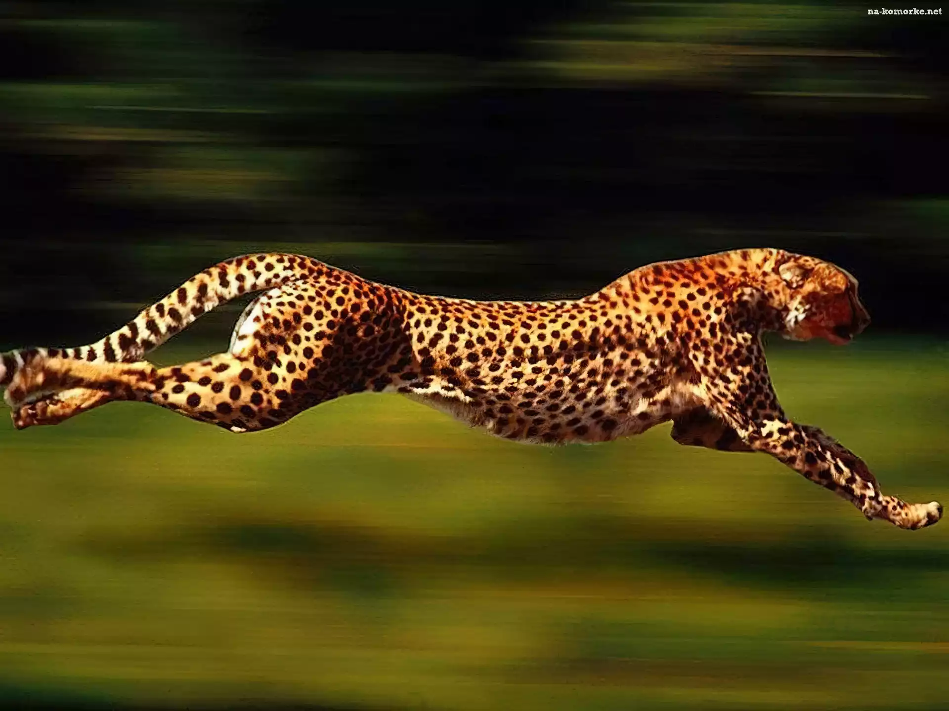 Gepard, Cętki