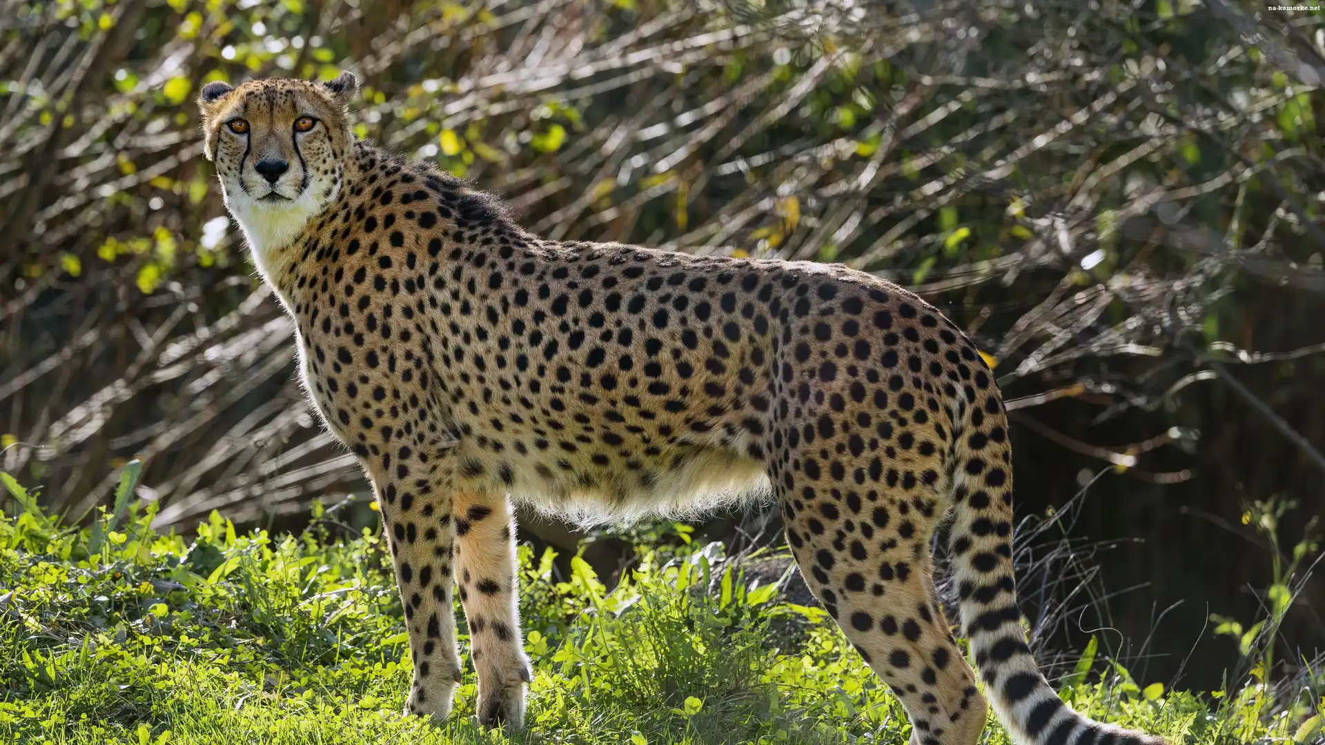 Gepard, Trawa, Drapieżnik