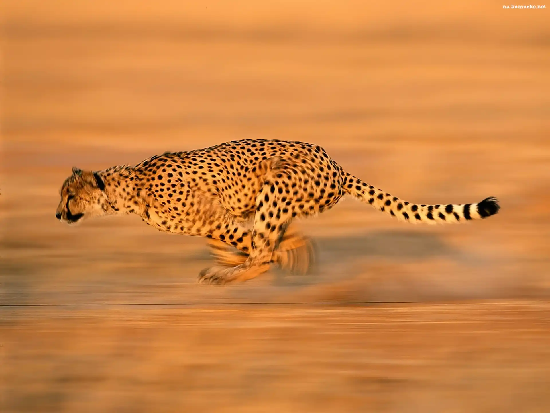 Gepard, Polowanie