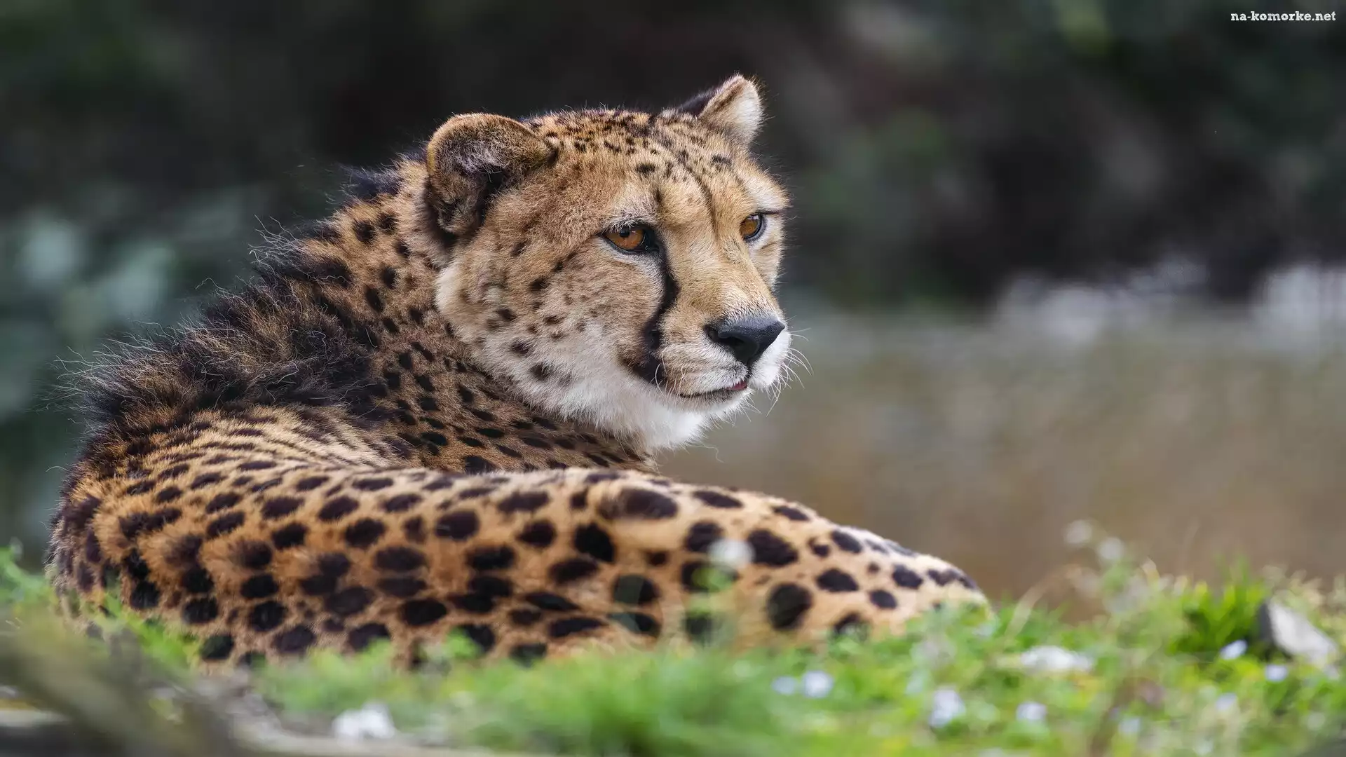 Zielona, Trawa, Leżący, Gepard