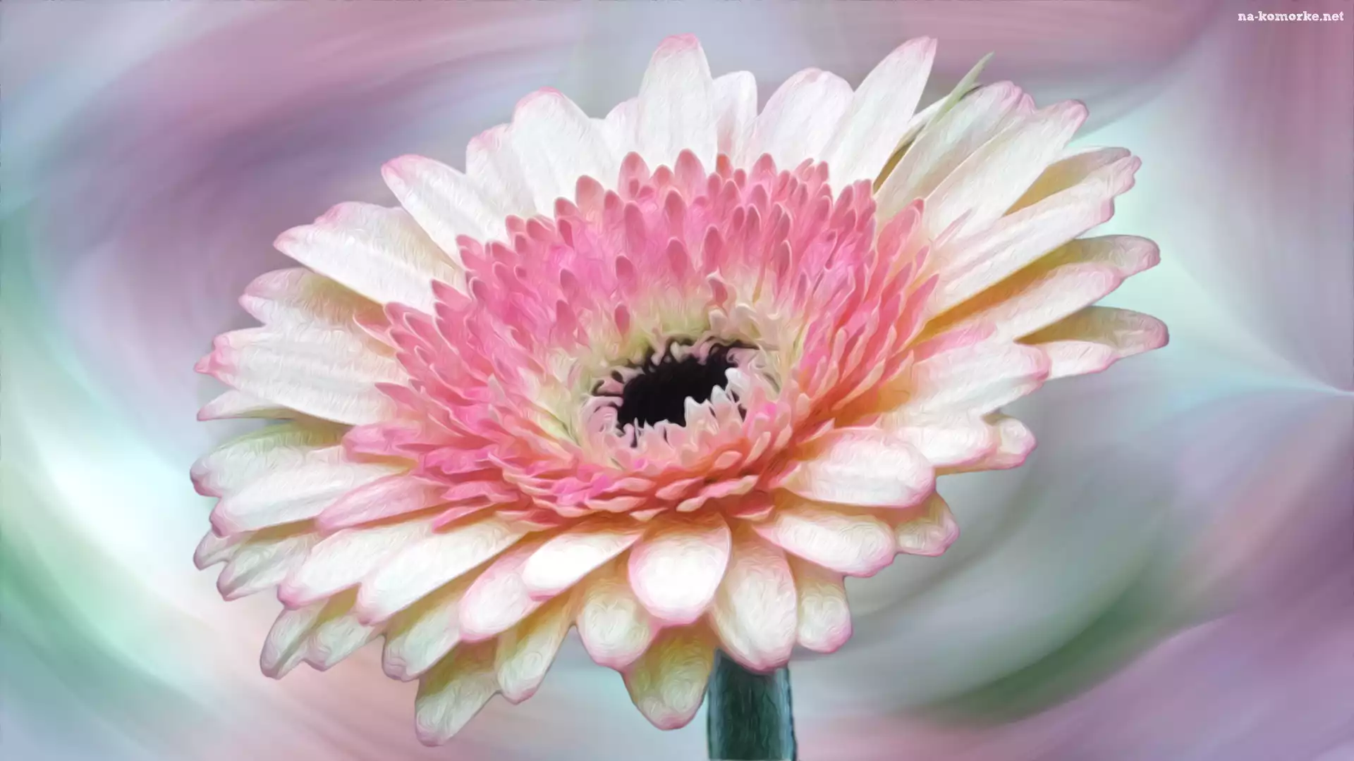 Kwiat, Gerbera, Grafika