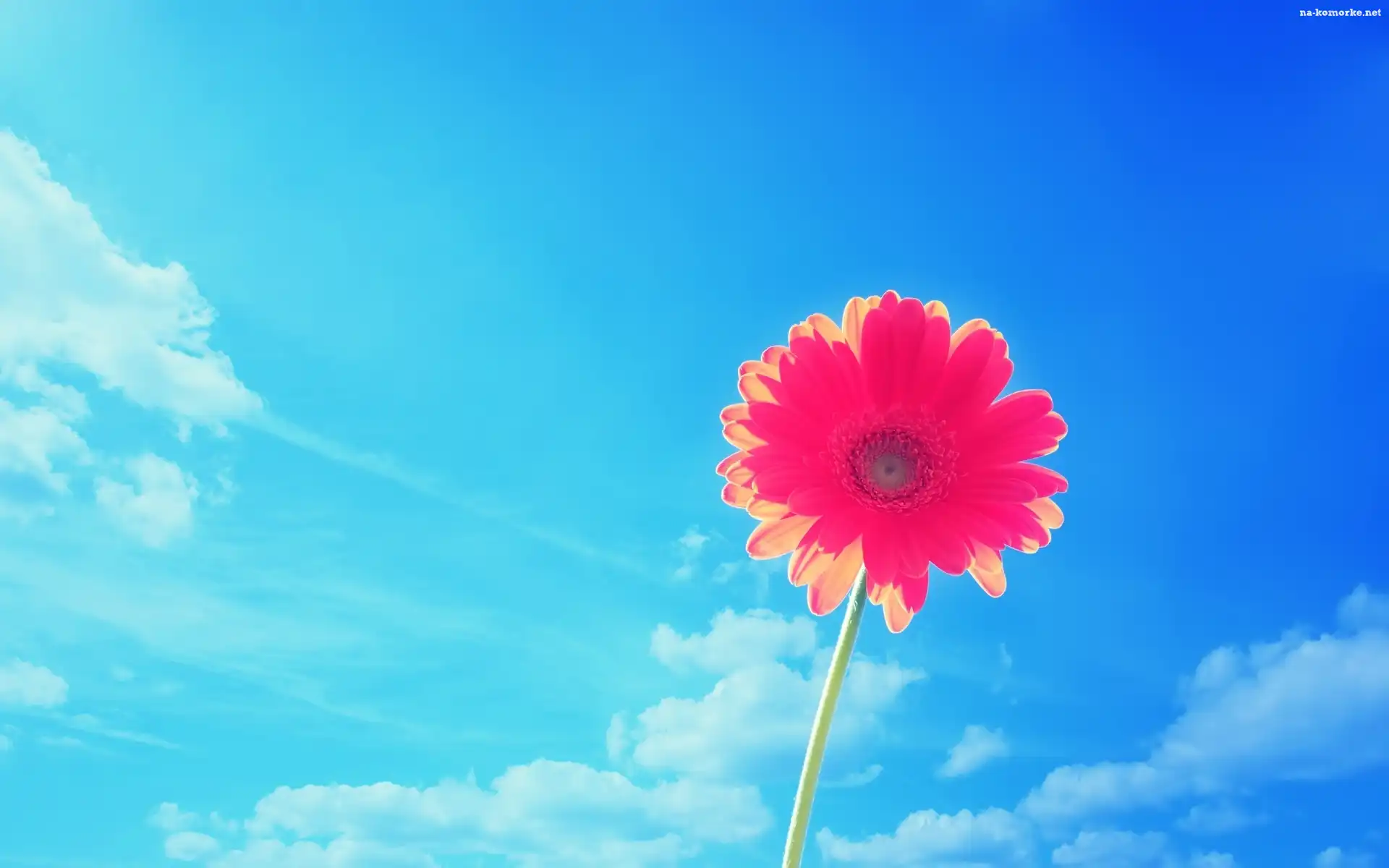 Gerbera, Niebo