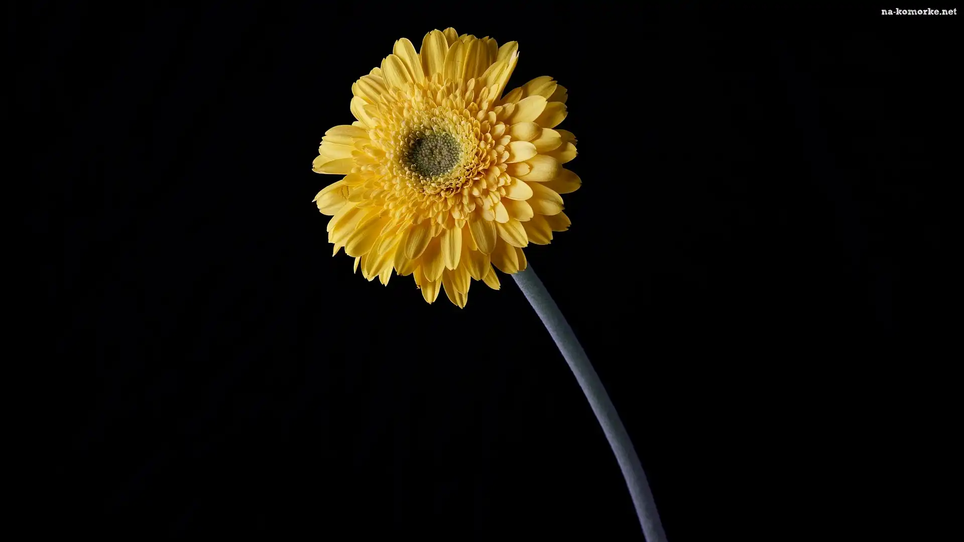 Żółta, Tło, Gerbera, Ciemne