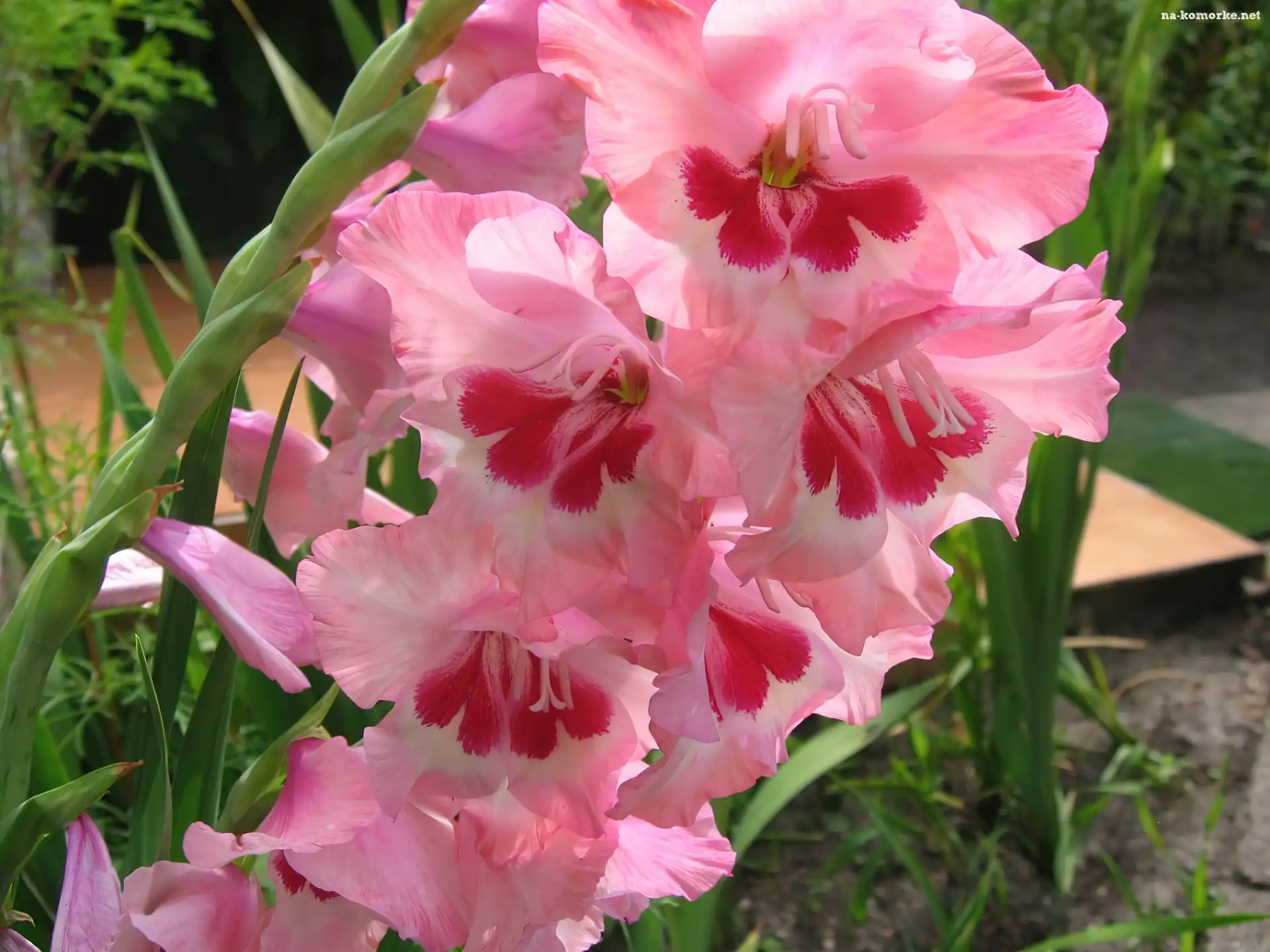 Gladiolus