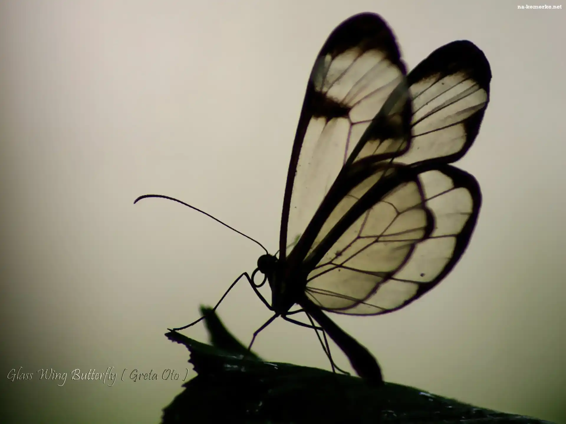 Motyl, Kontur, Glass, Wing