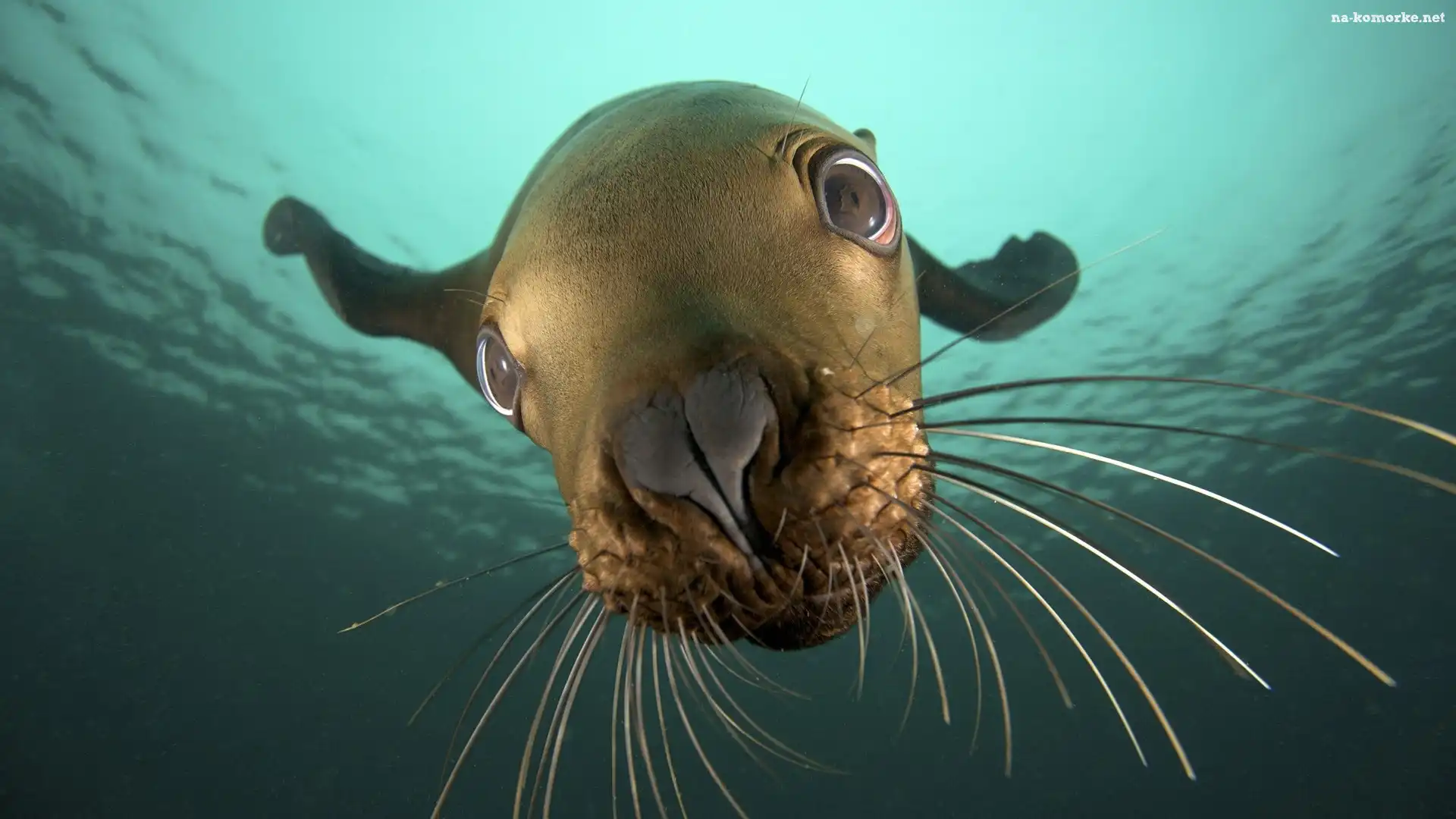 Głębina, Foczka, Wodna, Młoda