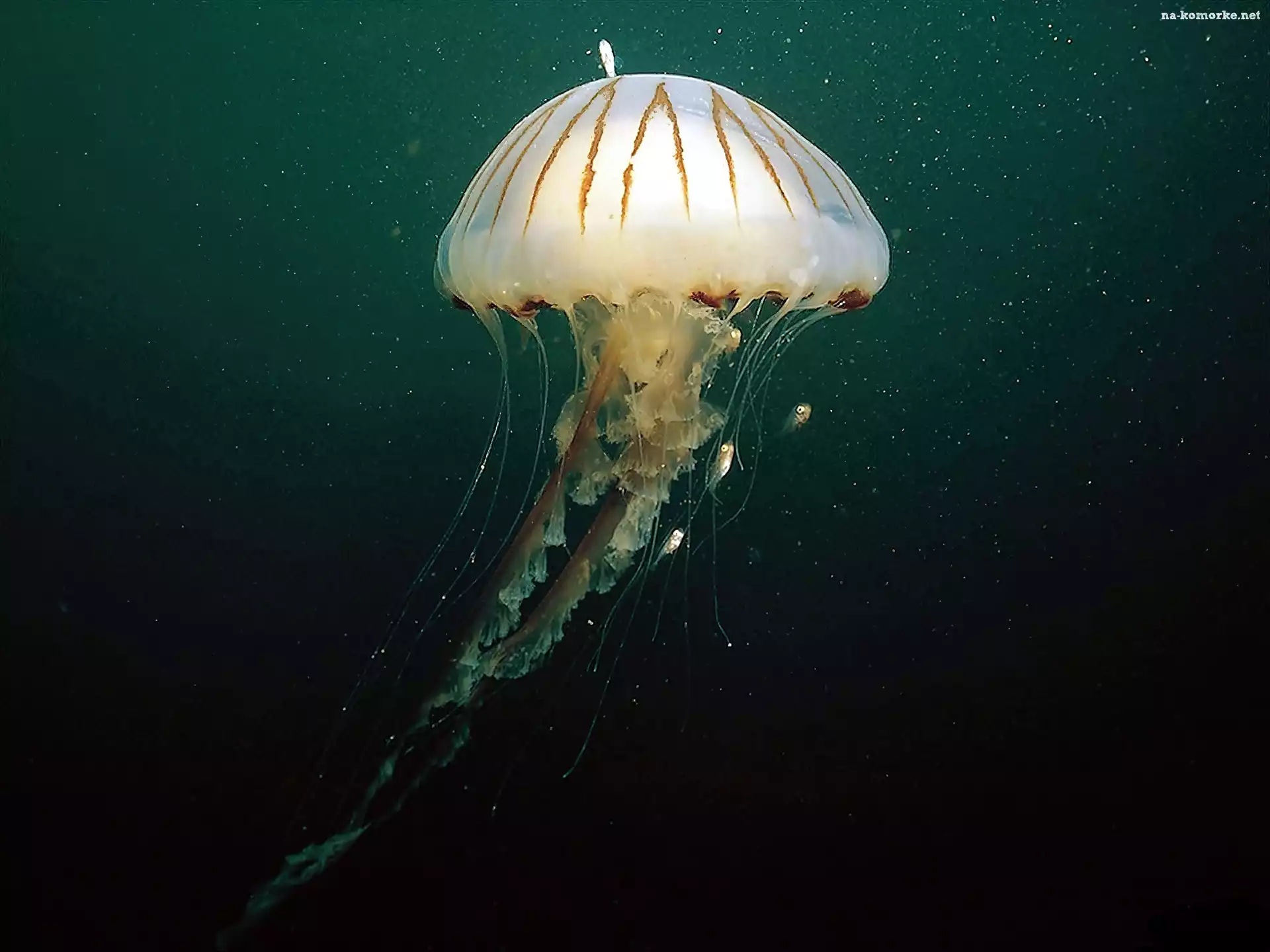 Głębiny, Meduza