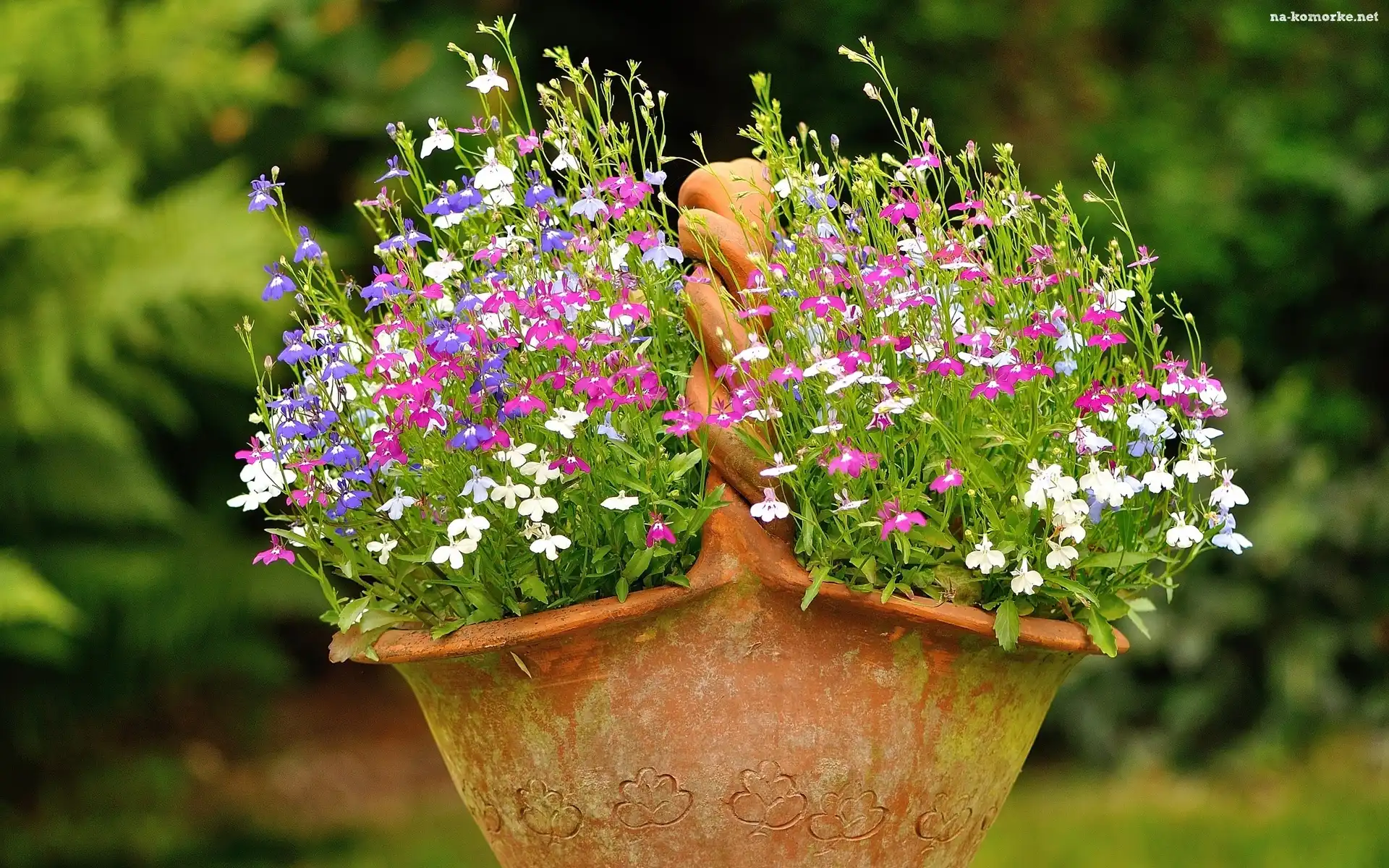 Lobelia, Gliniany, Kosz