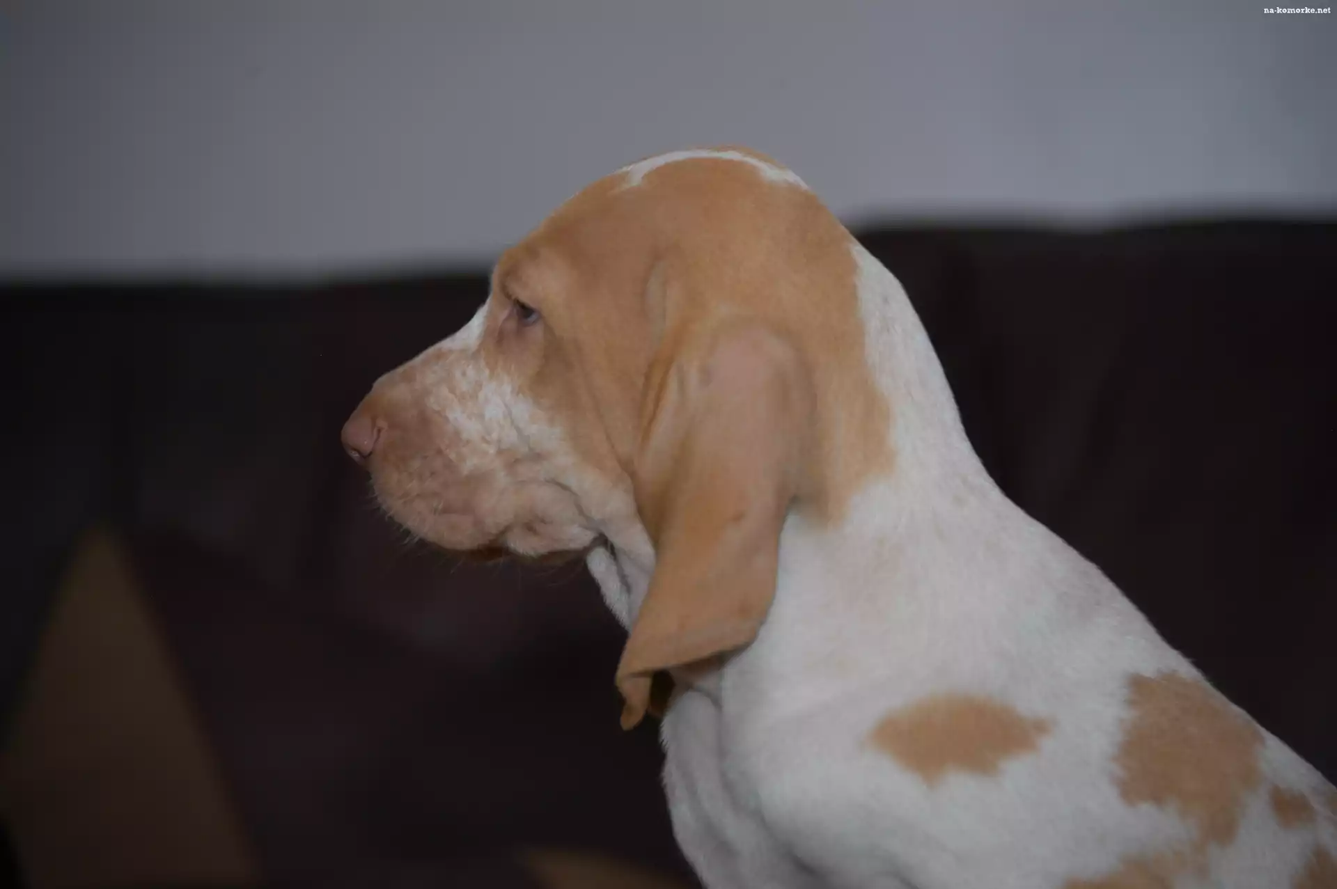 głowa, Wyżła włoskiego krótkowłosego, Bracco italiano