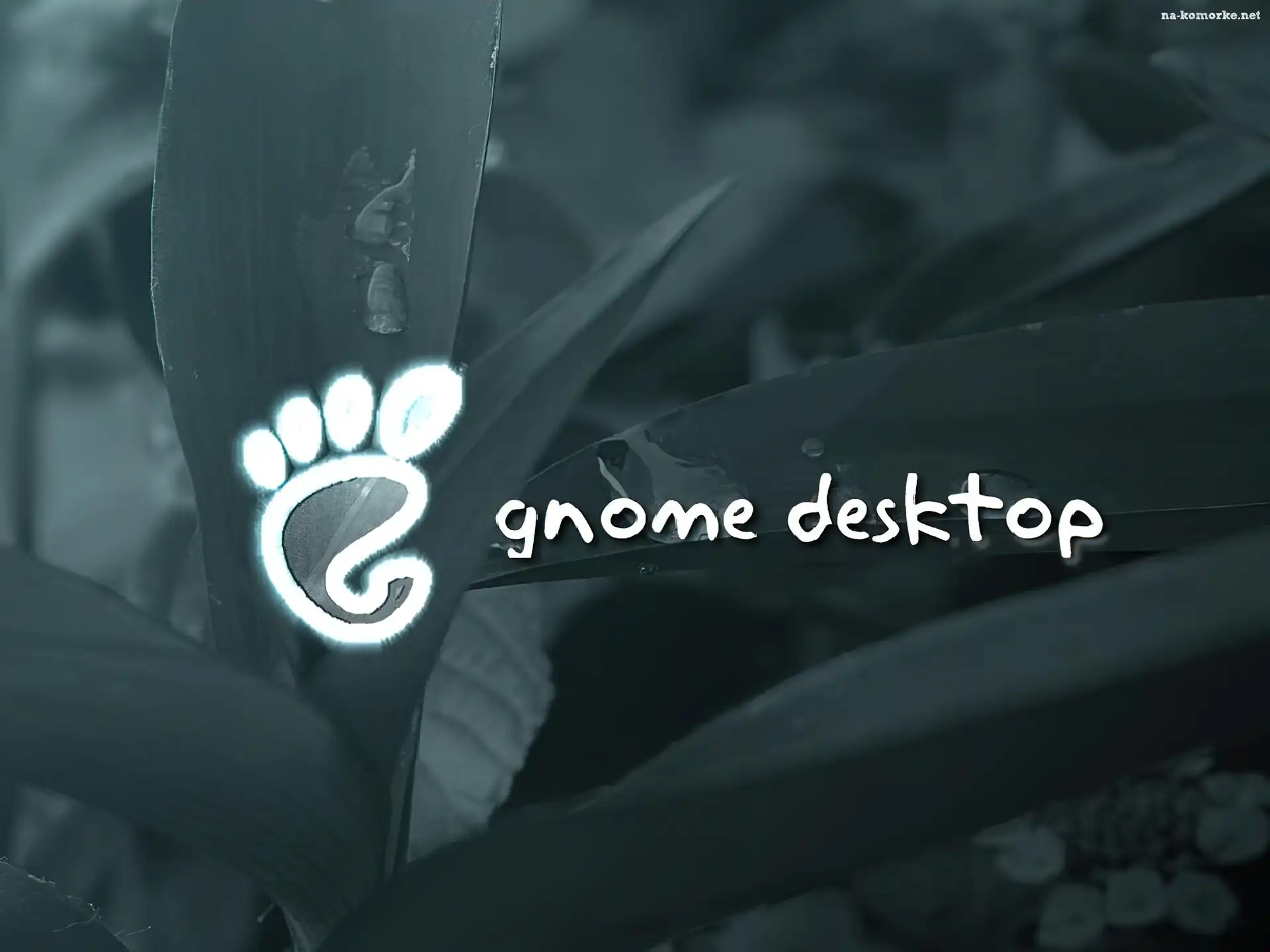 liście, Gnome, stopa