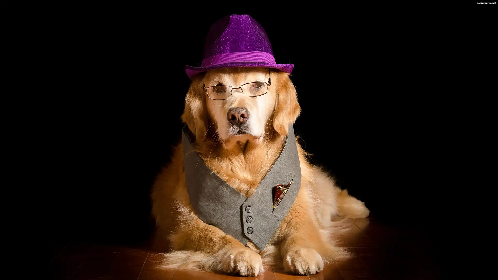 Pies, Kapelusz, Okulary, Golden retriever, Kamizelka
