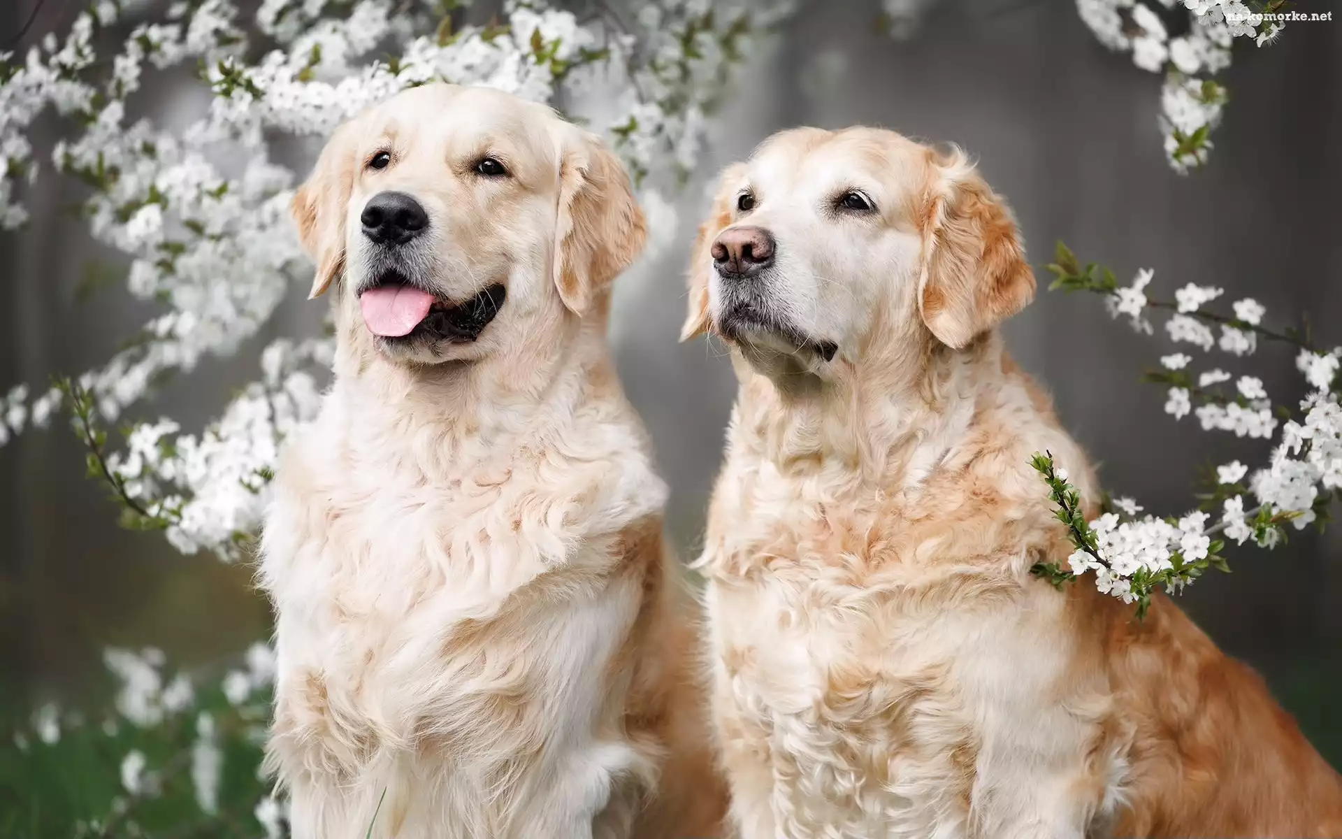 Psy, Dwa, Gałązki, Golden retriever, Kwiaty