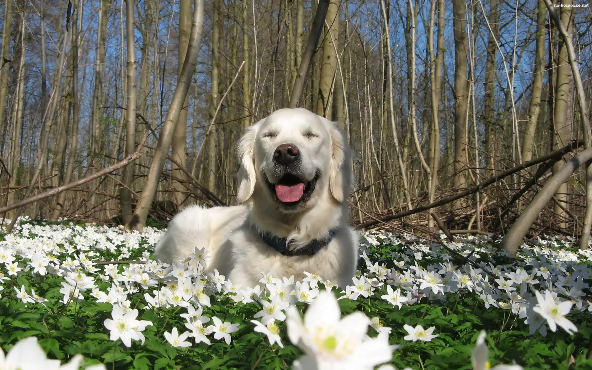 Golden Retriever, Kwiaty, Drzewa