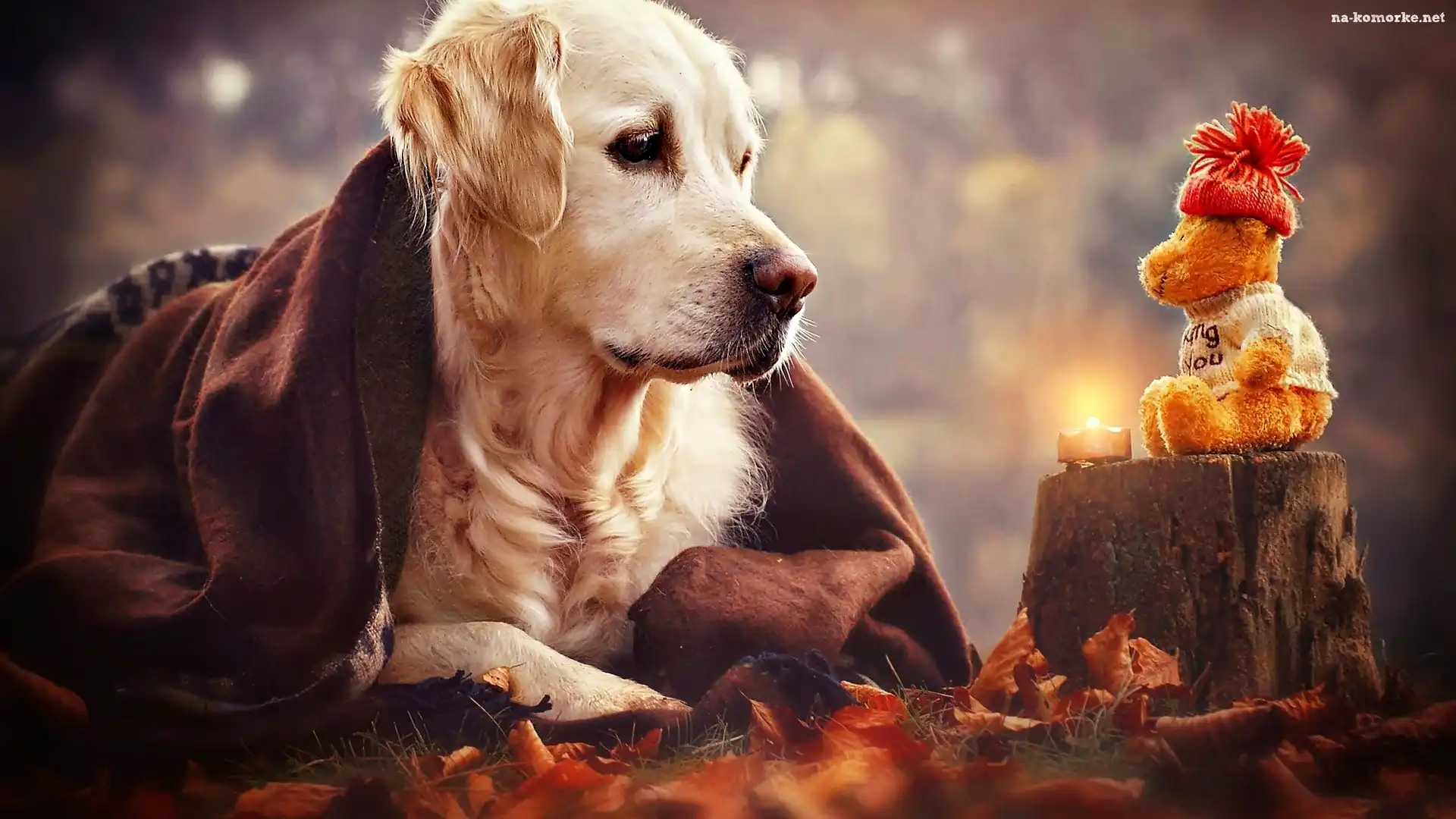Miś, Golden retriever, Pies, Pień, Zabawka, Świeczka