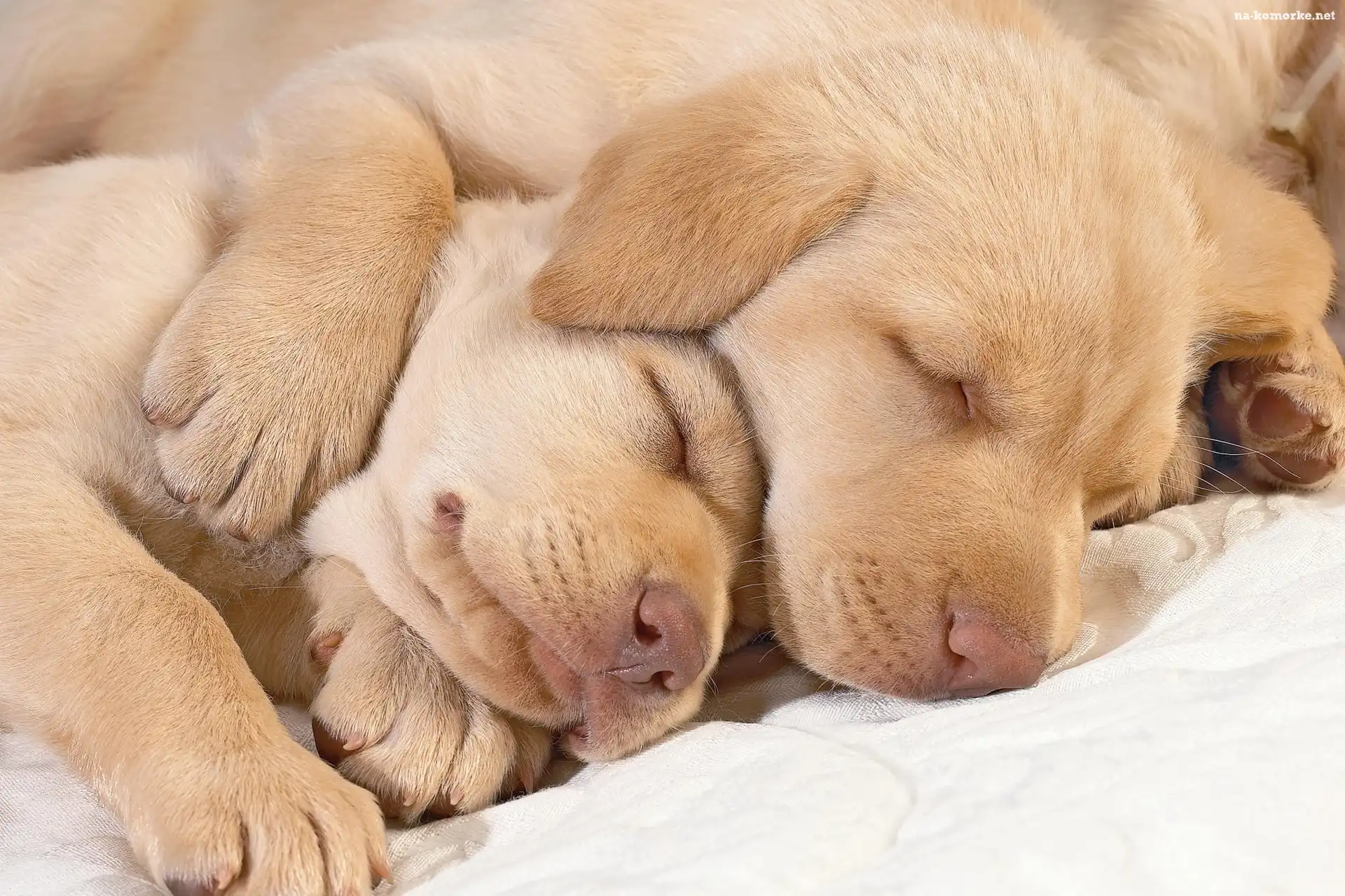 Śpiące, Golden, Retrievery
