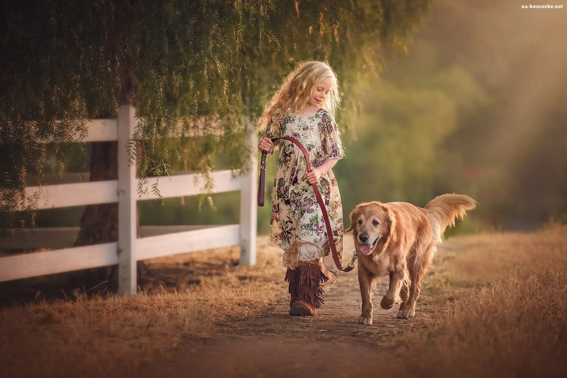 Drzewo, Golden retriever, Spacer, Płot, Ścieżka, Dziewczynka, Pies