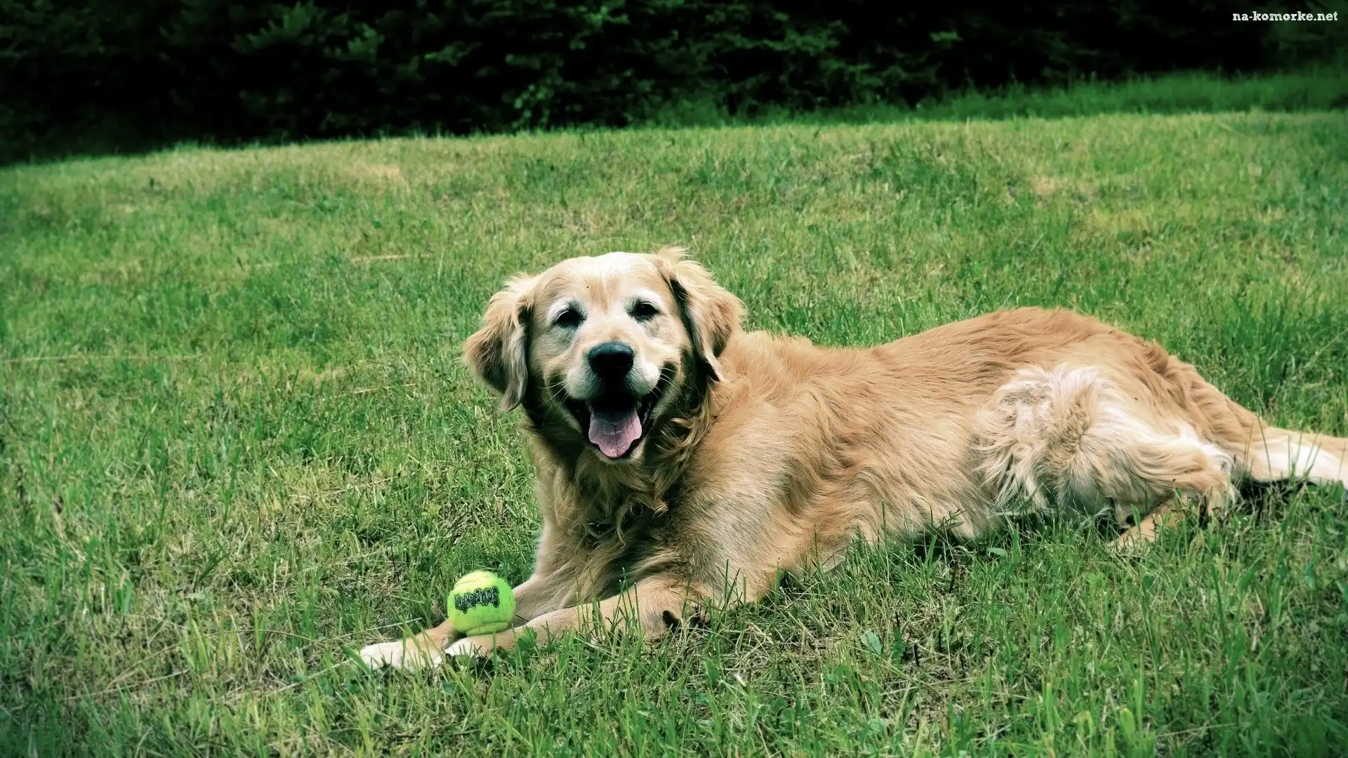 Golden Retriever, Piłeczka, Trawa
