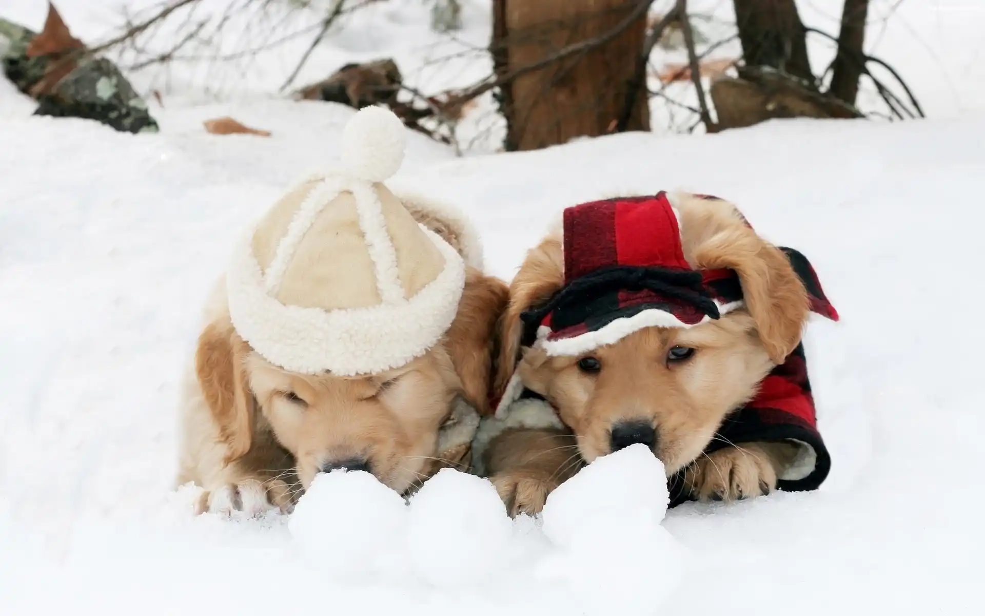 Golden Retriever, Zima, Śnieg, Psy, Szczeniaki