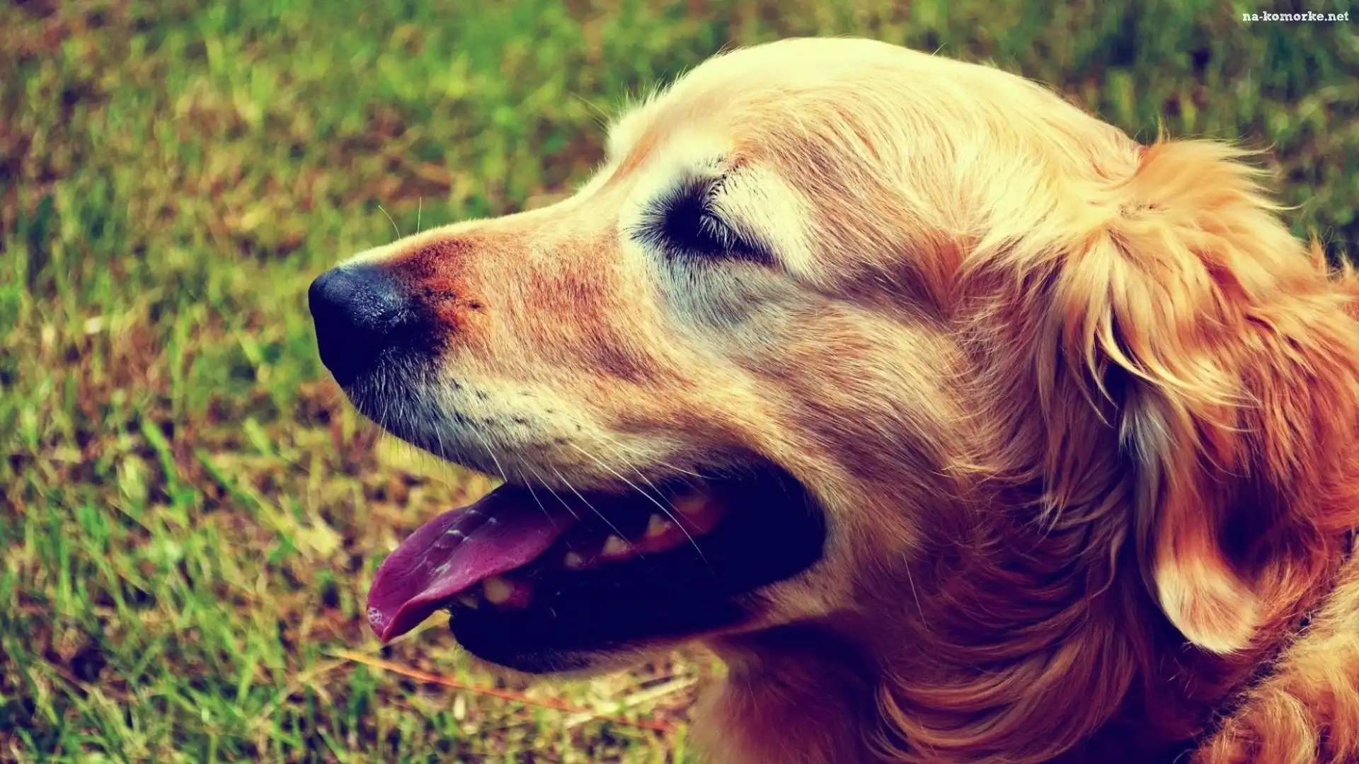 Golden Retriever, Pyszczek, Język