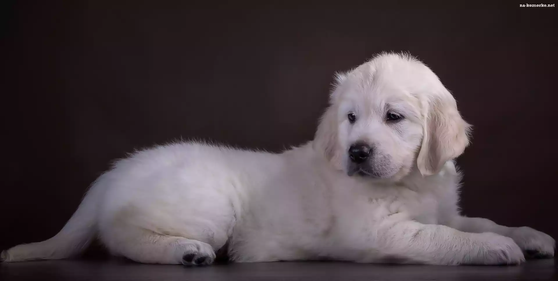 Golden, Biały, Retriever, Szczeniaczek