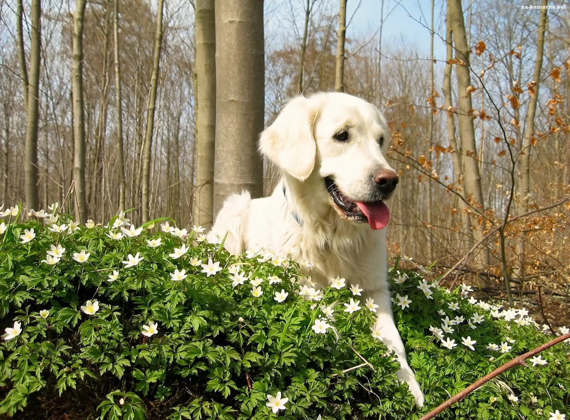 Golden, Drzewa, Retriever, Kwiatki