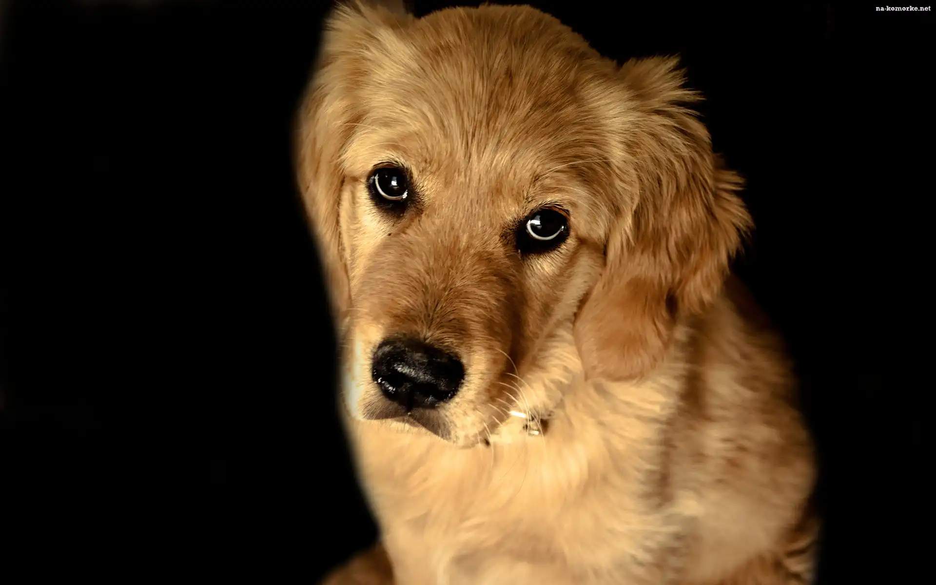 Golden Retriever, Smutne, Spojrzenie
