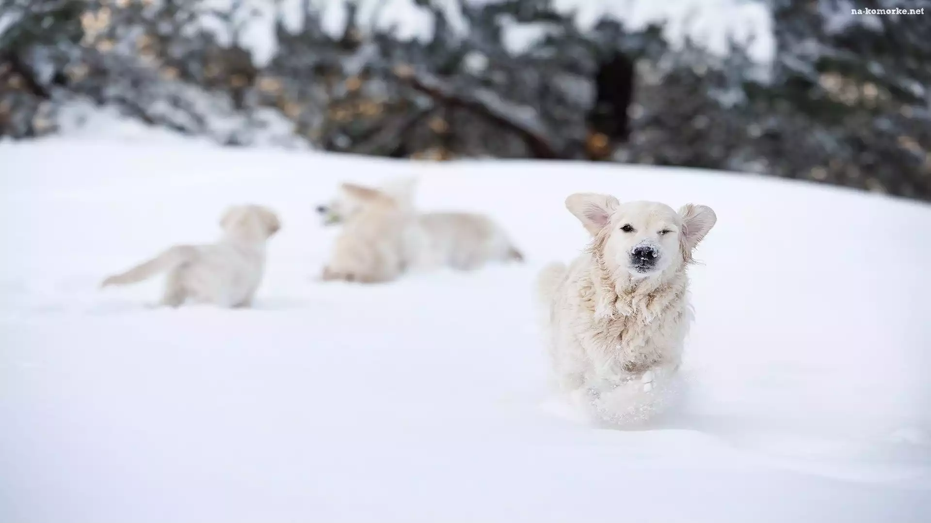 Pies, Zabawa, Zima, Golden retriever, Śnieg