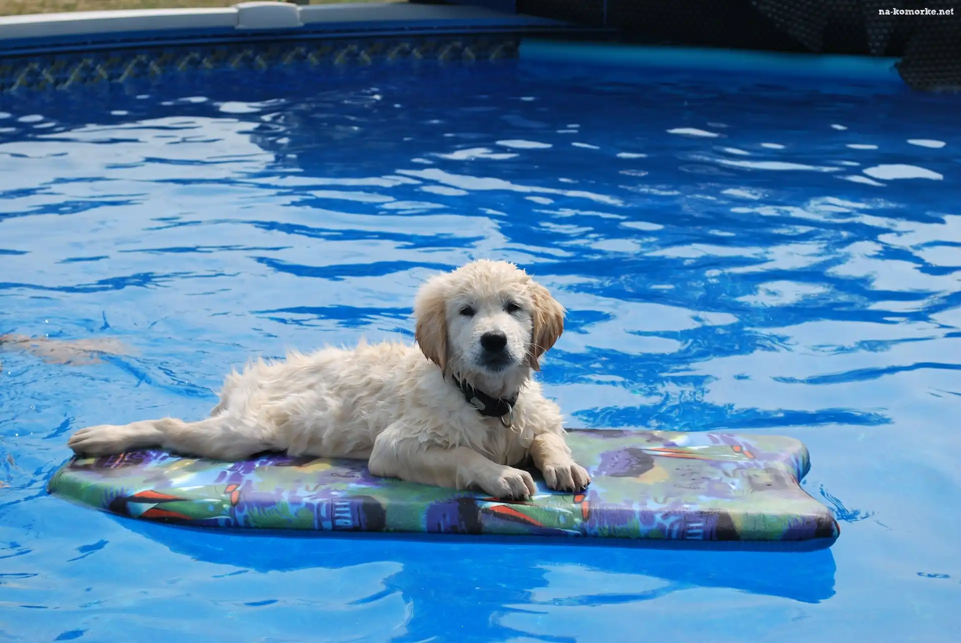 Golden Retriever, Woda, Basen