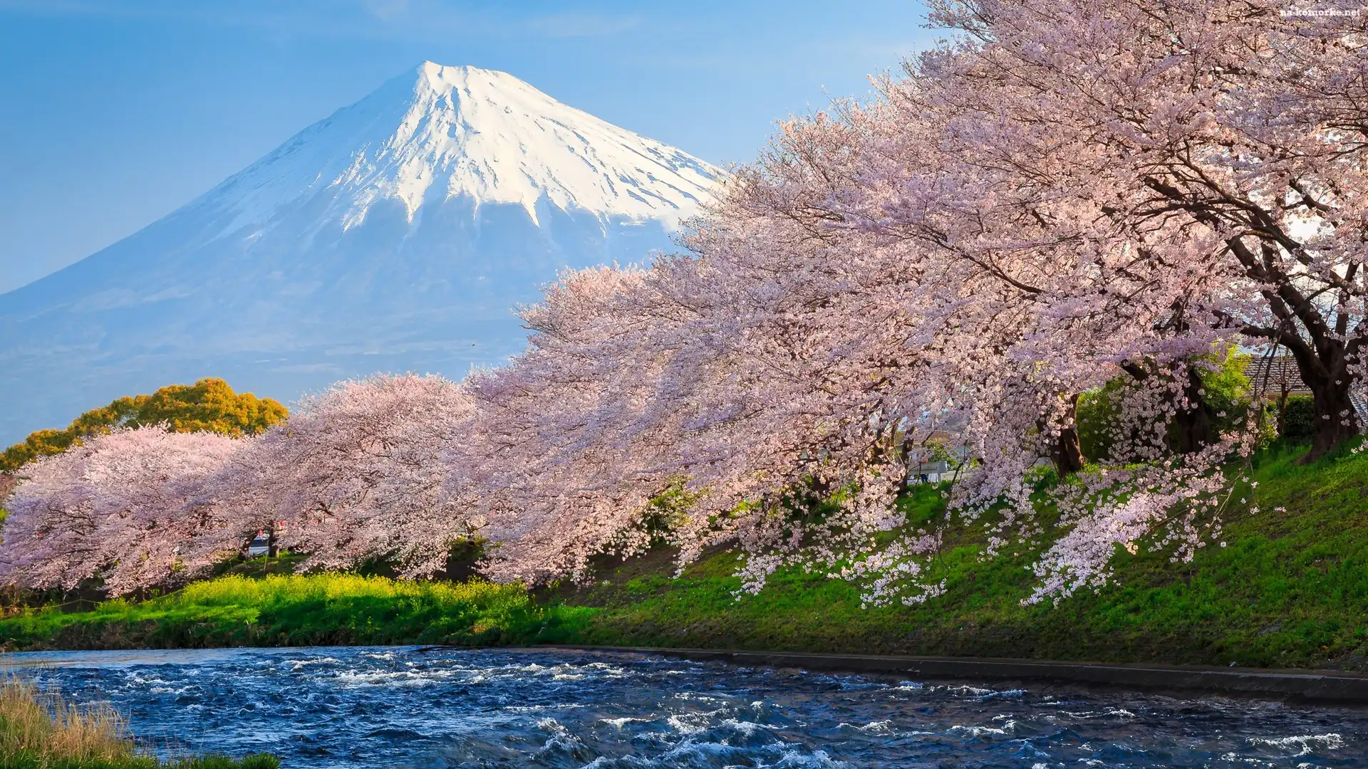 Wiosna, Mount Fuji, Drzewa, Japonia, Okwiecone, Rzeka, Stratowulkan Fudżi, Góra