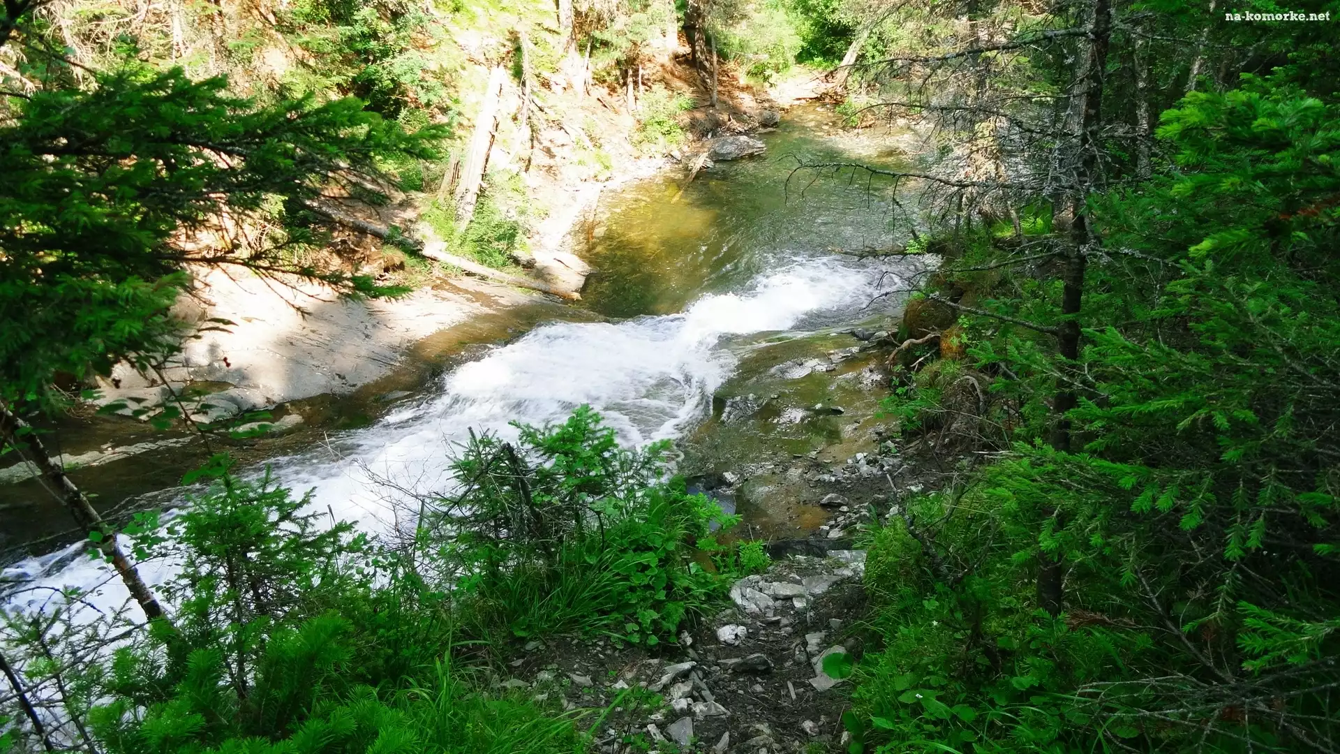 Potok, Górski, Drzewa