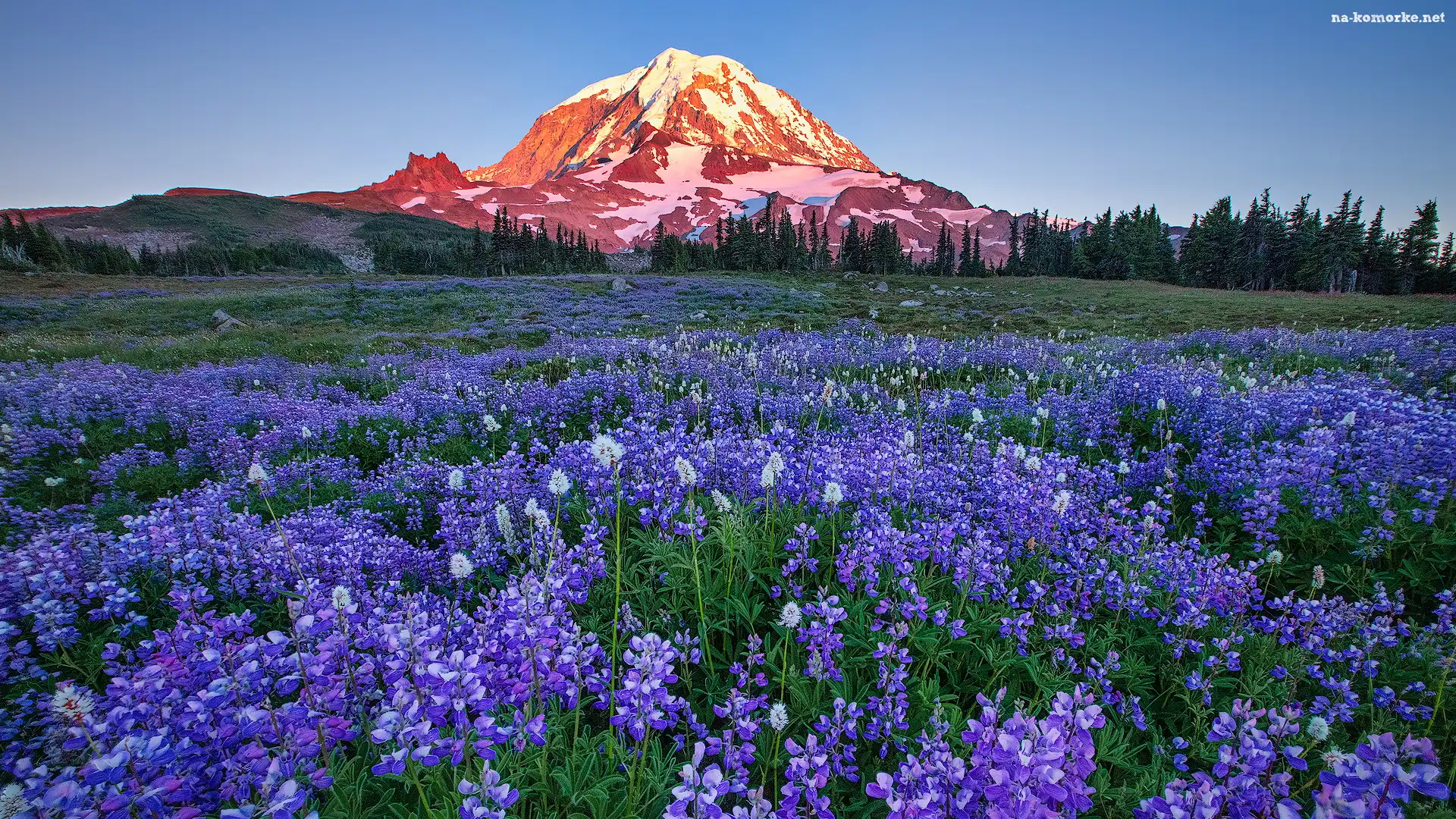 Góry, Stan Waszyngton, Łąka, Stany Zjednoczone, Drzewa, Kwiaty, Łubin, Park Narodowy Mount Rainier