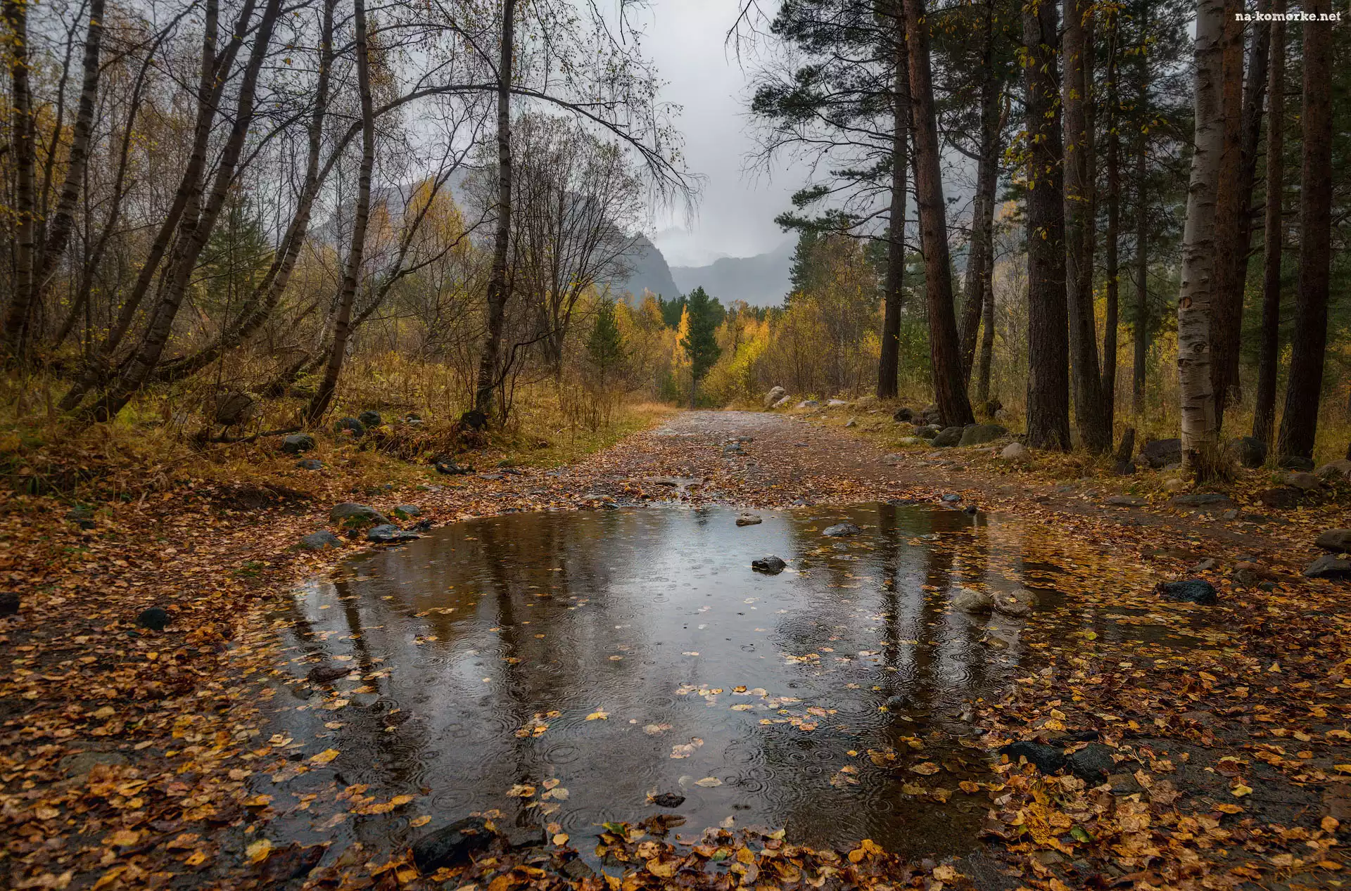Góry, Kałuża, Drzewa, Liście, Droga, Jesień
