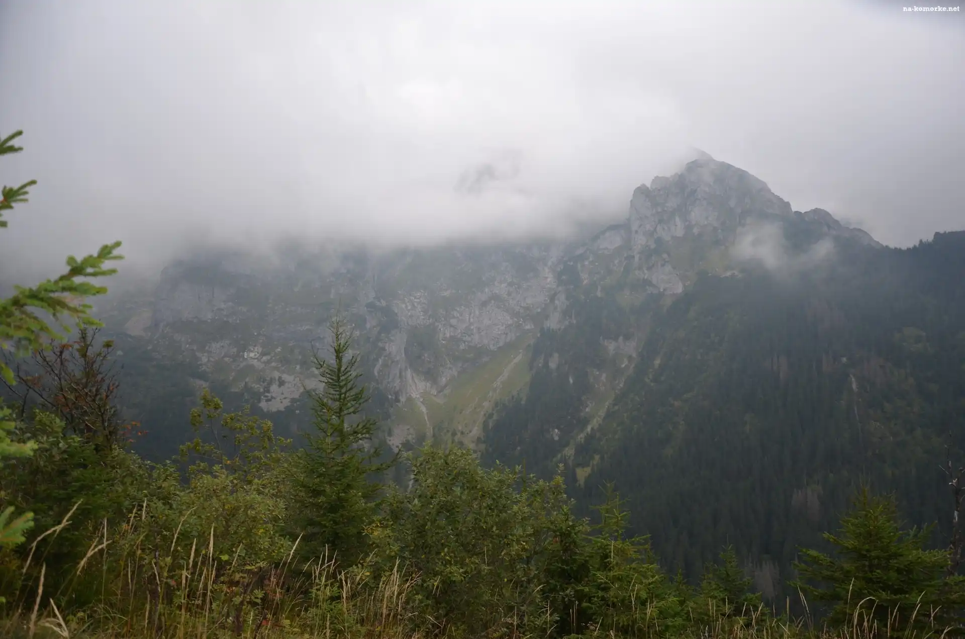 Góry, Drzewka