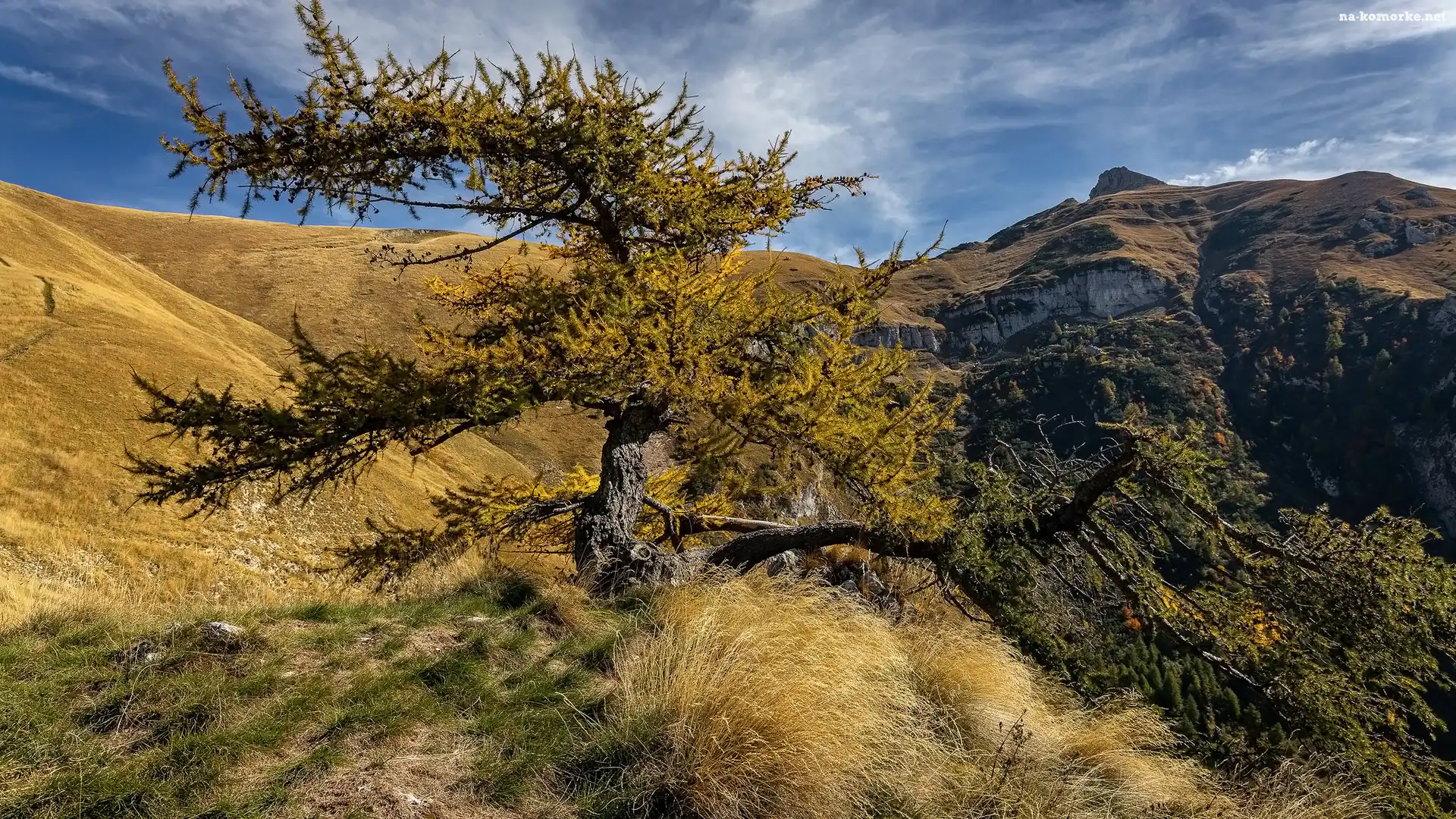 Góry, Trawa, Drzewo