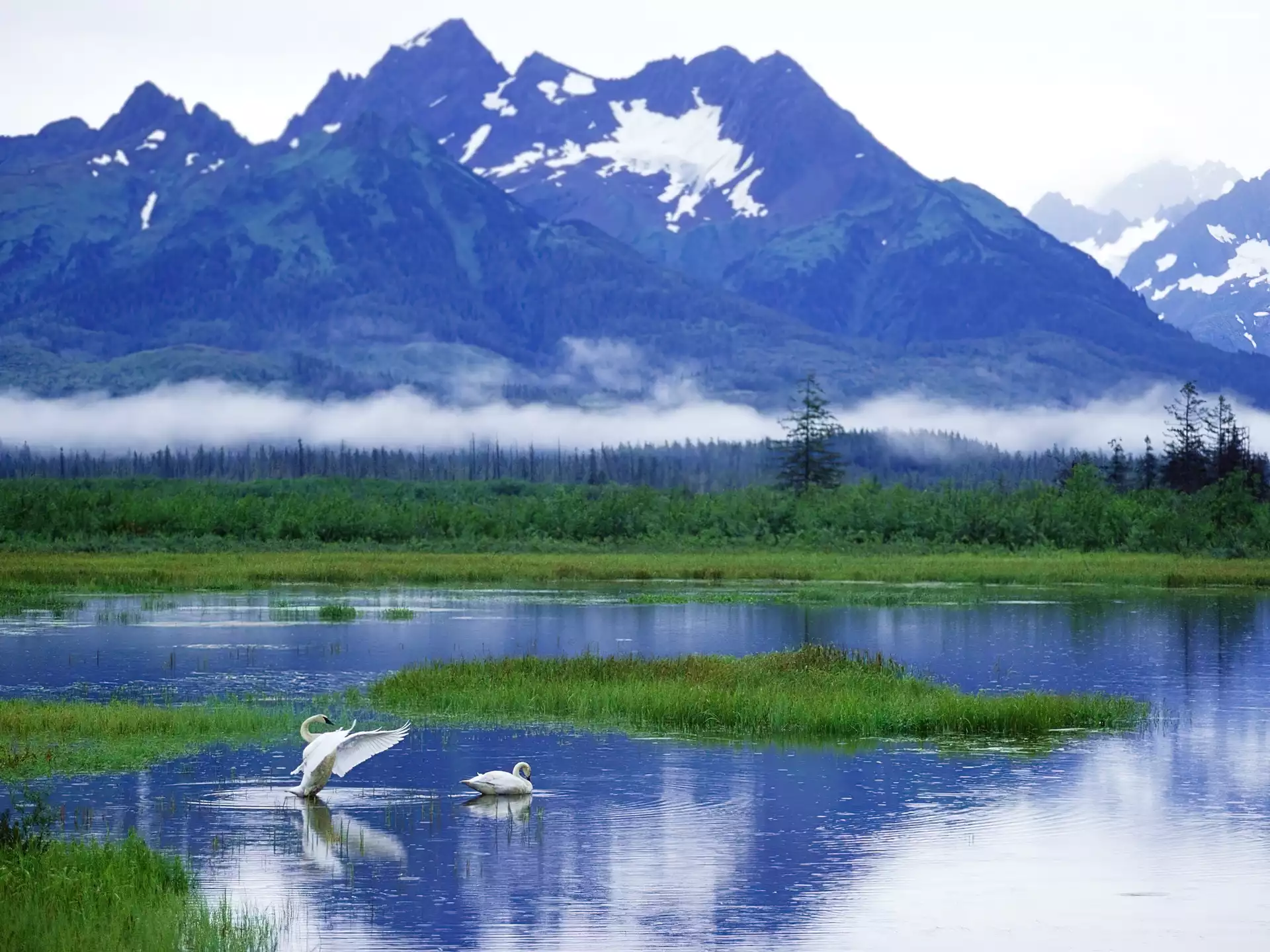 Góry, Alaska, Jezioro, Łabędzie