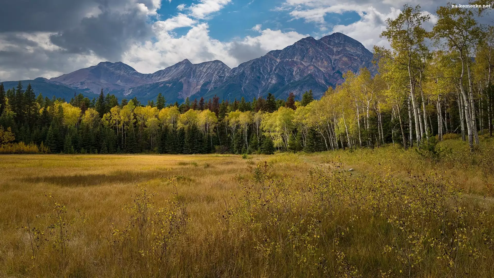 Brzozy, Góry, Góry, Łąka, Kanada, Drzewa, Alberta, Trawa, Park Narodowy Jasper
