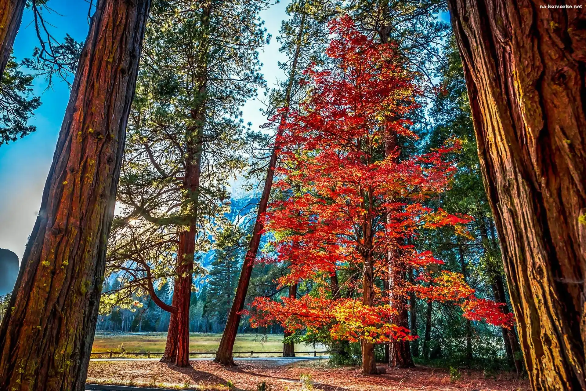 Góry, Kalifornia, Las, Yosemite