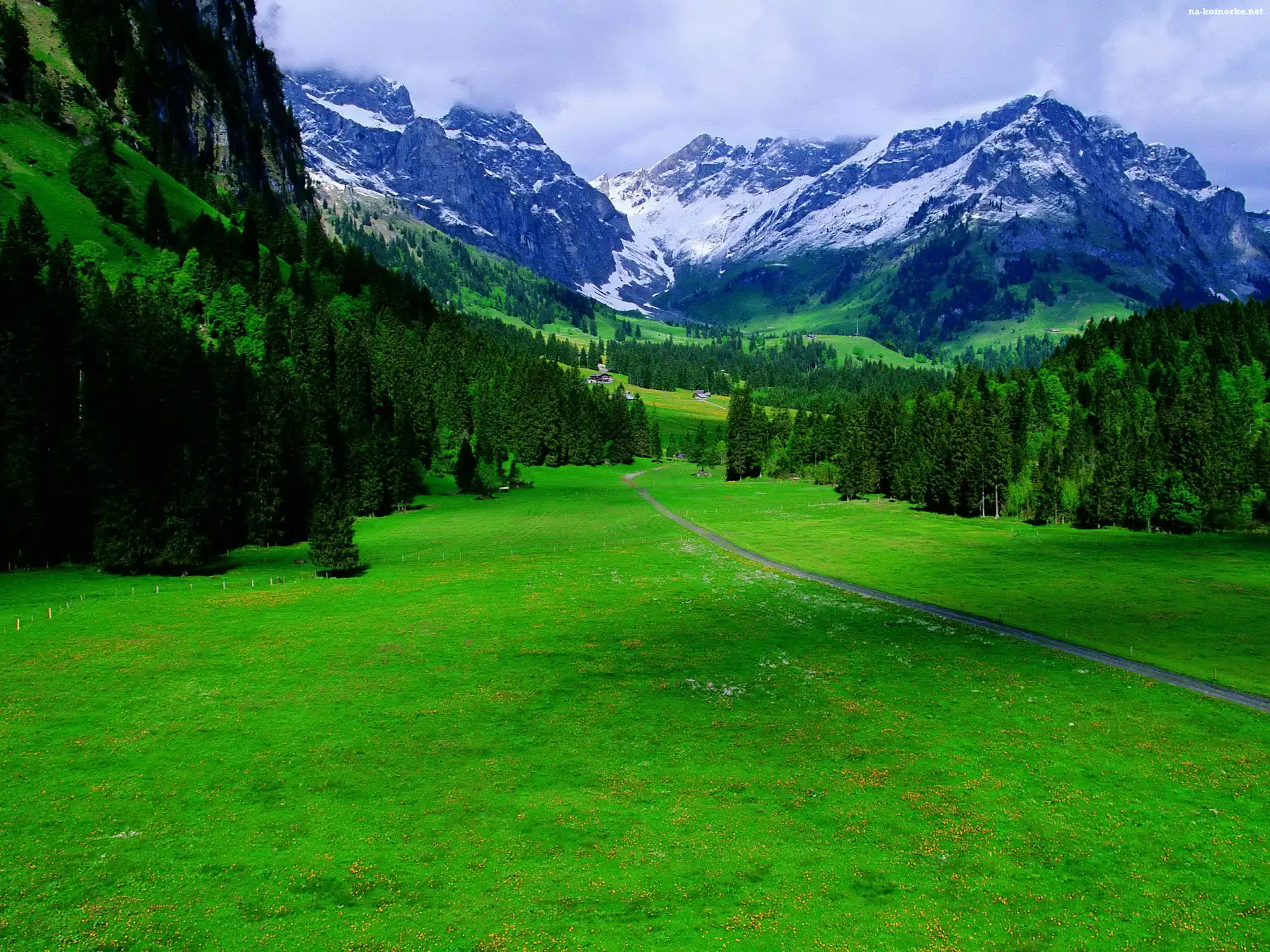 Góry, Trawa, Las, Iglasty