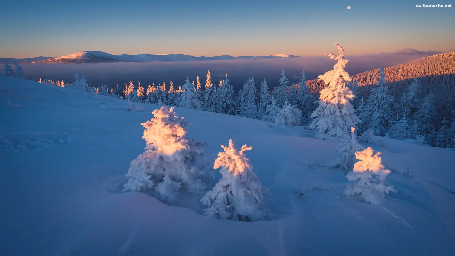 Ośnieżone, Góry Karpaty, Zima, Ukraina, Las, Świerki