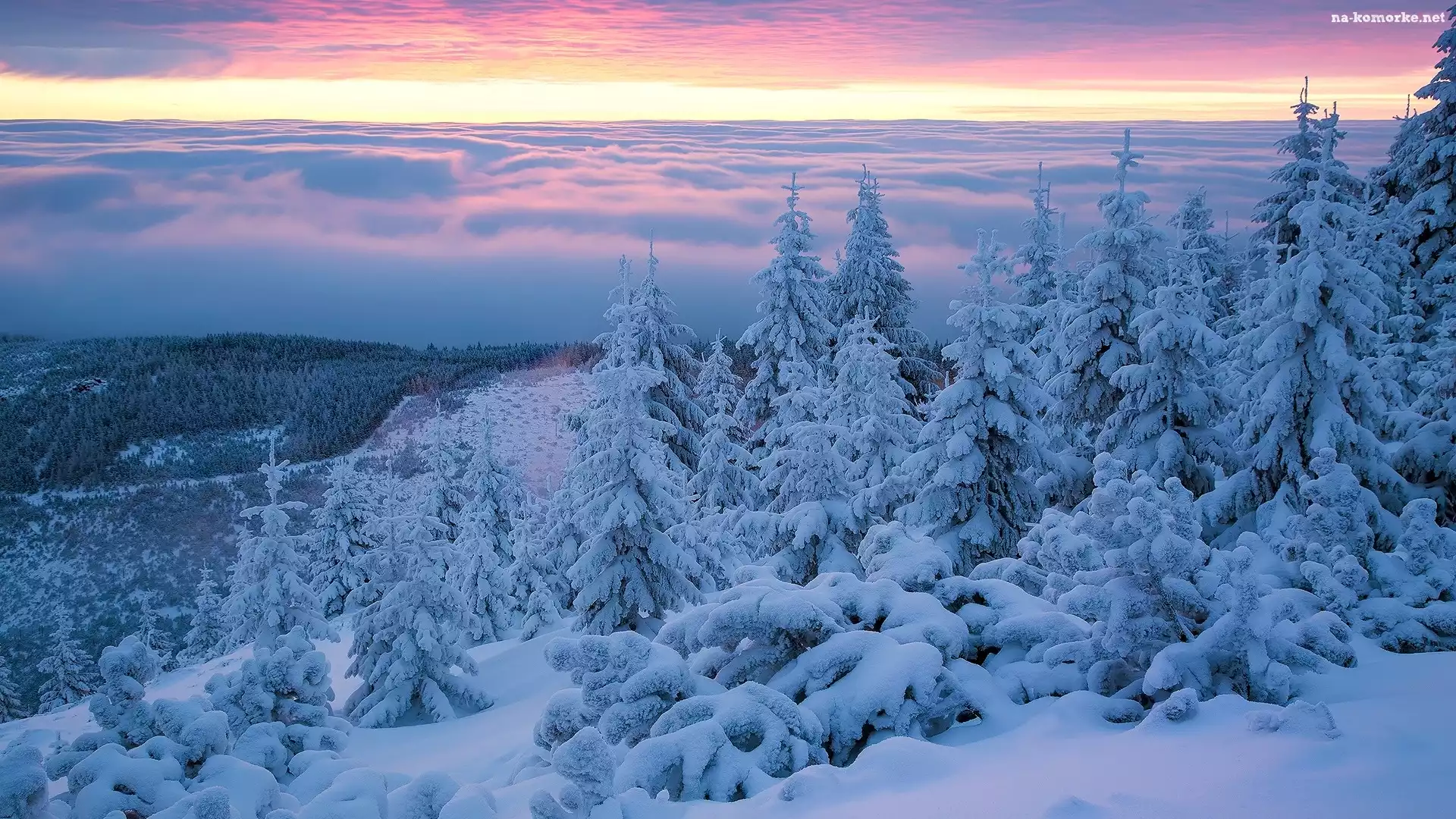Zima, Karkonosze, Wschód słońca, Polska, Śnieg, Drzewa, Świerki, Góry