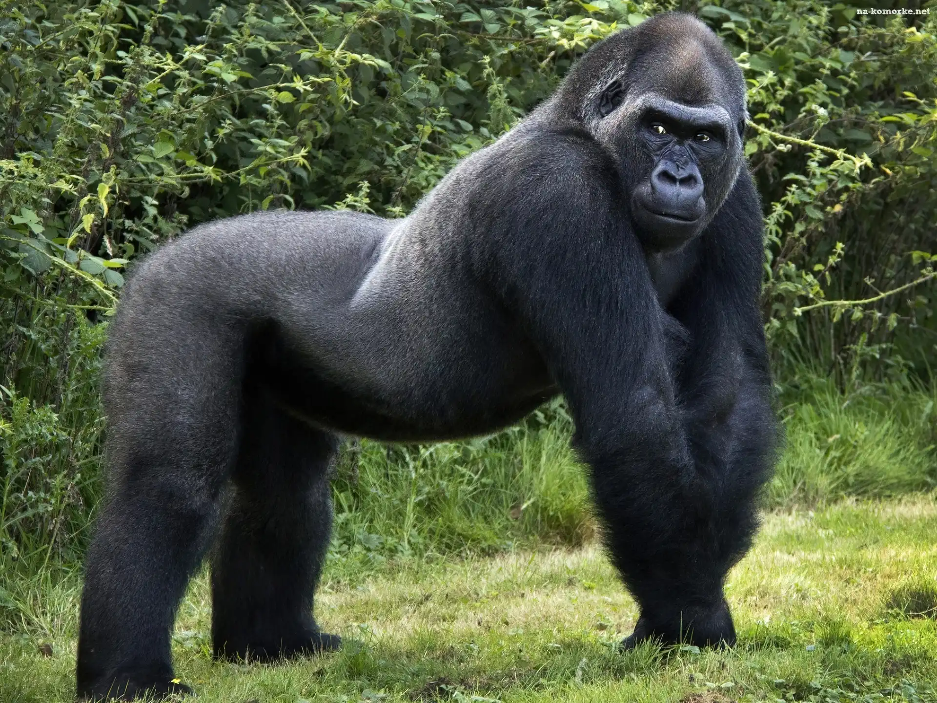 Goryl