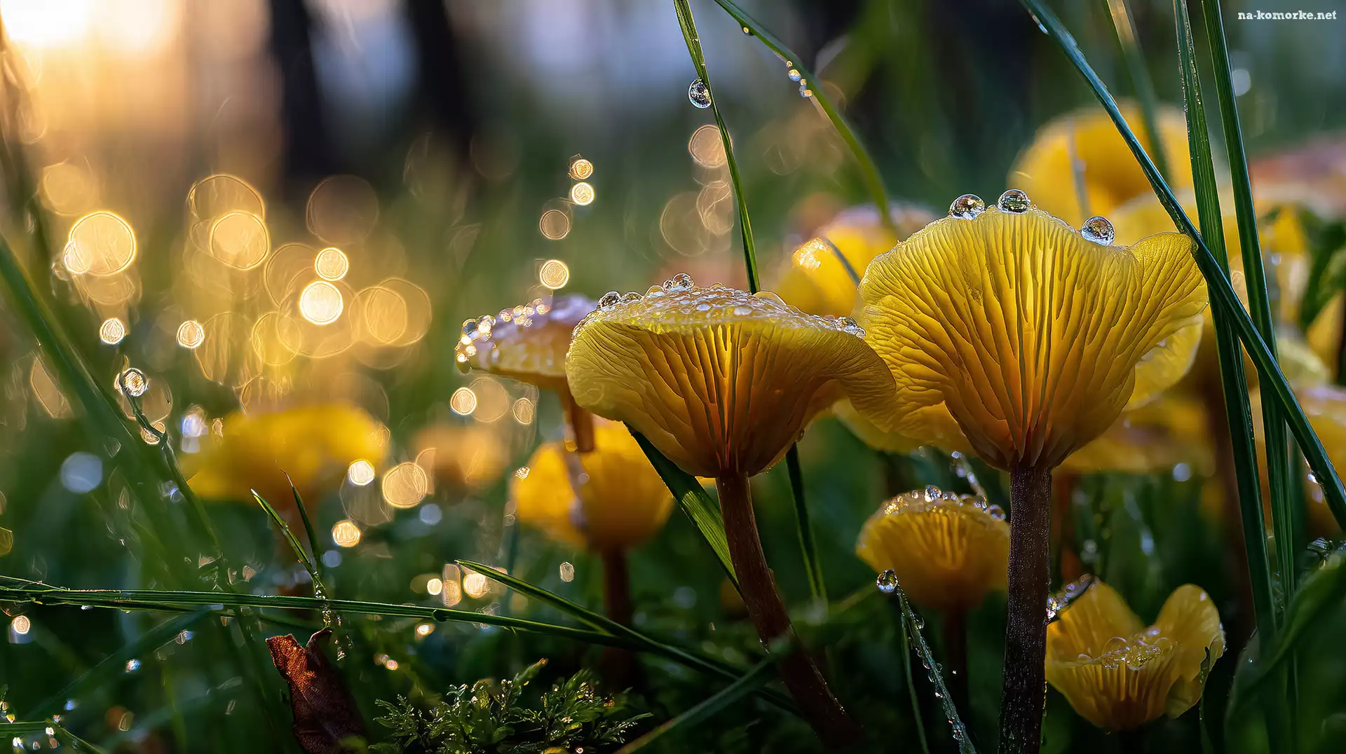 Krople, Żółte, Bokeh, Grafika AI, Trawa, Grzyby