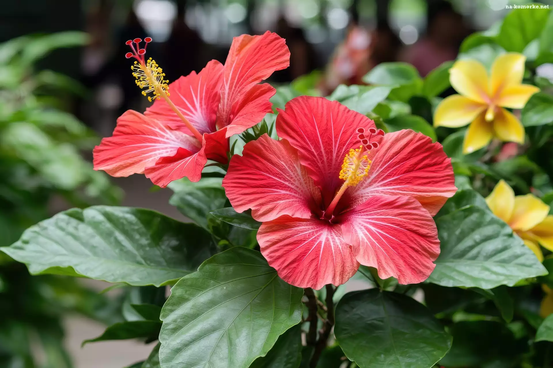 Liście, Dwa, Zielone, Grafika, Kwiaty, Hibiskusy