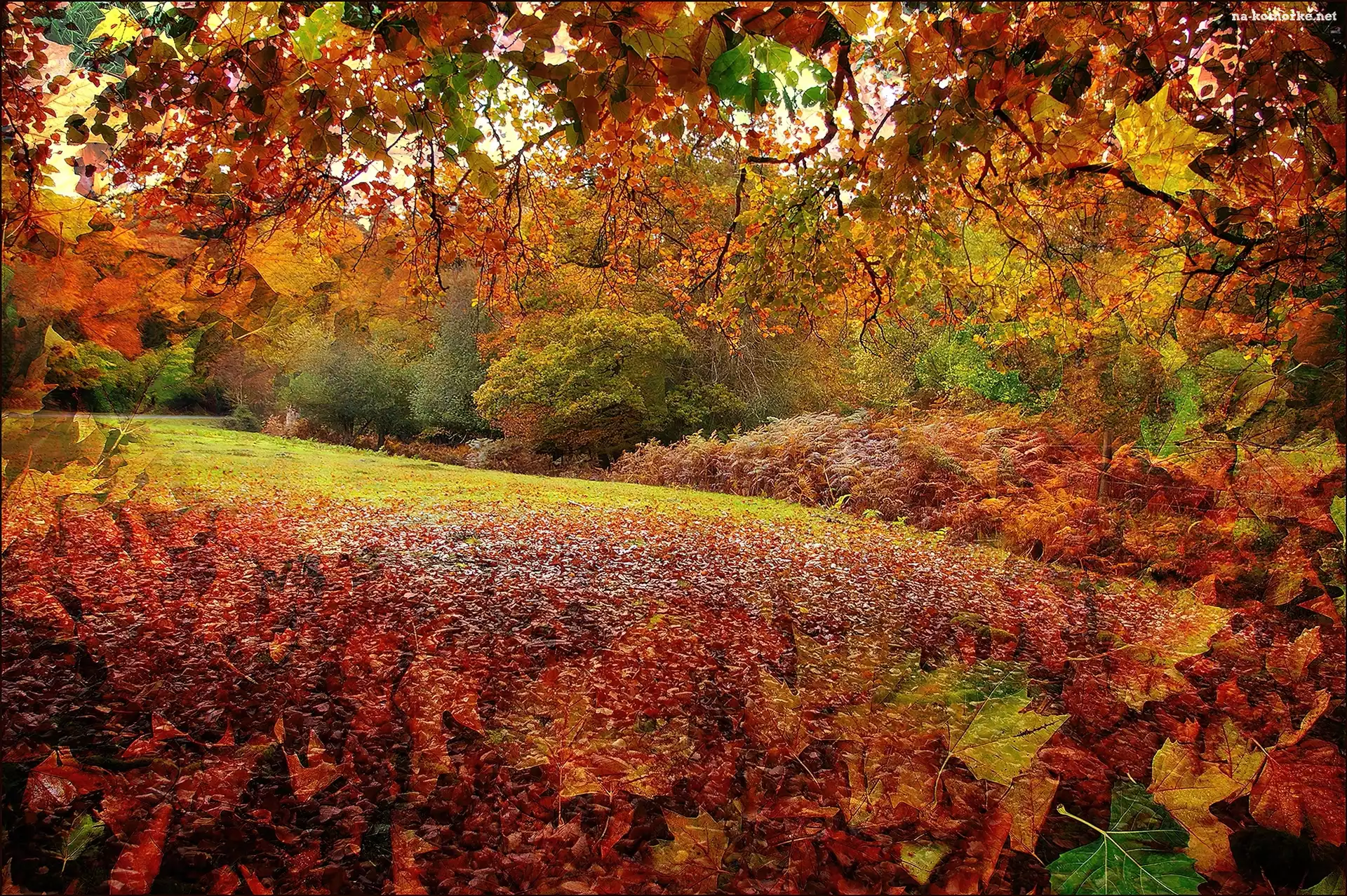 Grafika, Liście, Jesień, Park