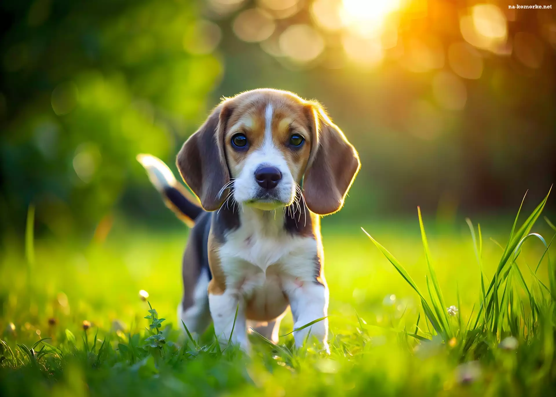 Światło, Beagle, Słoneczne, Grafika, Szczeniak, Pies