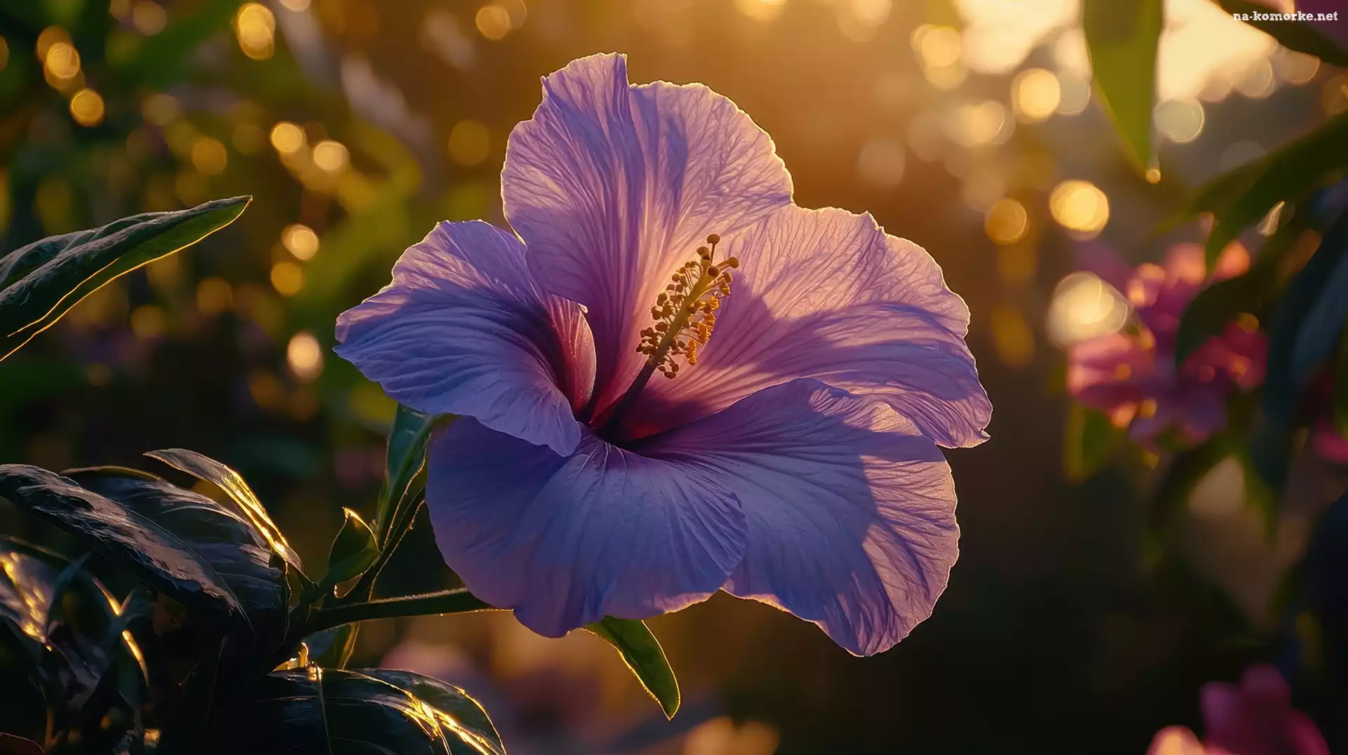Światło, Hibiskus, Słoneczne, Grafika, Kwiat, Purpurowy
