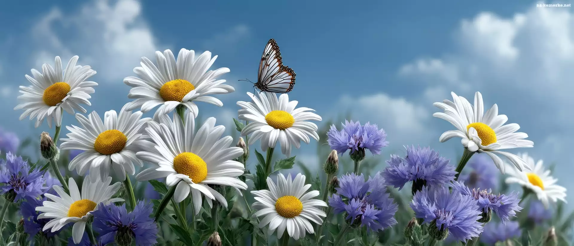 Niebo, Kwiaty, Motyl, Grafika, Chaber, Rumianek